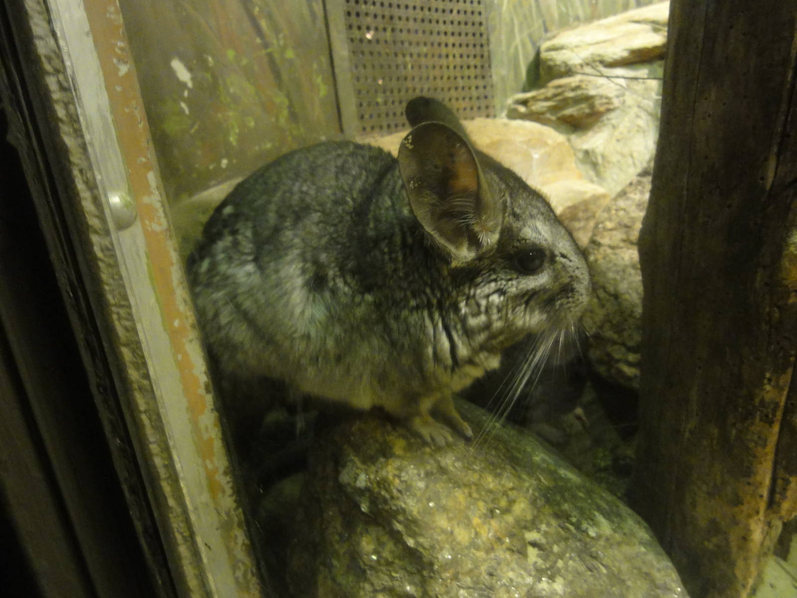 Bronx Zoo: July 2016