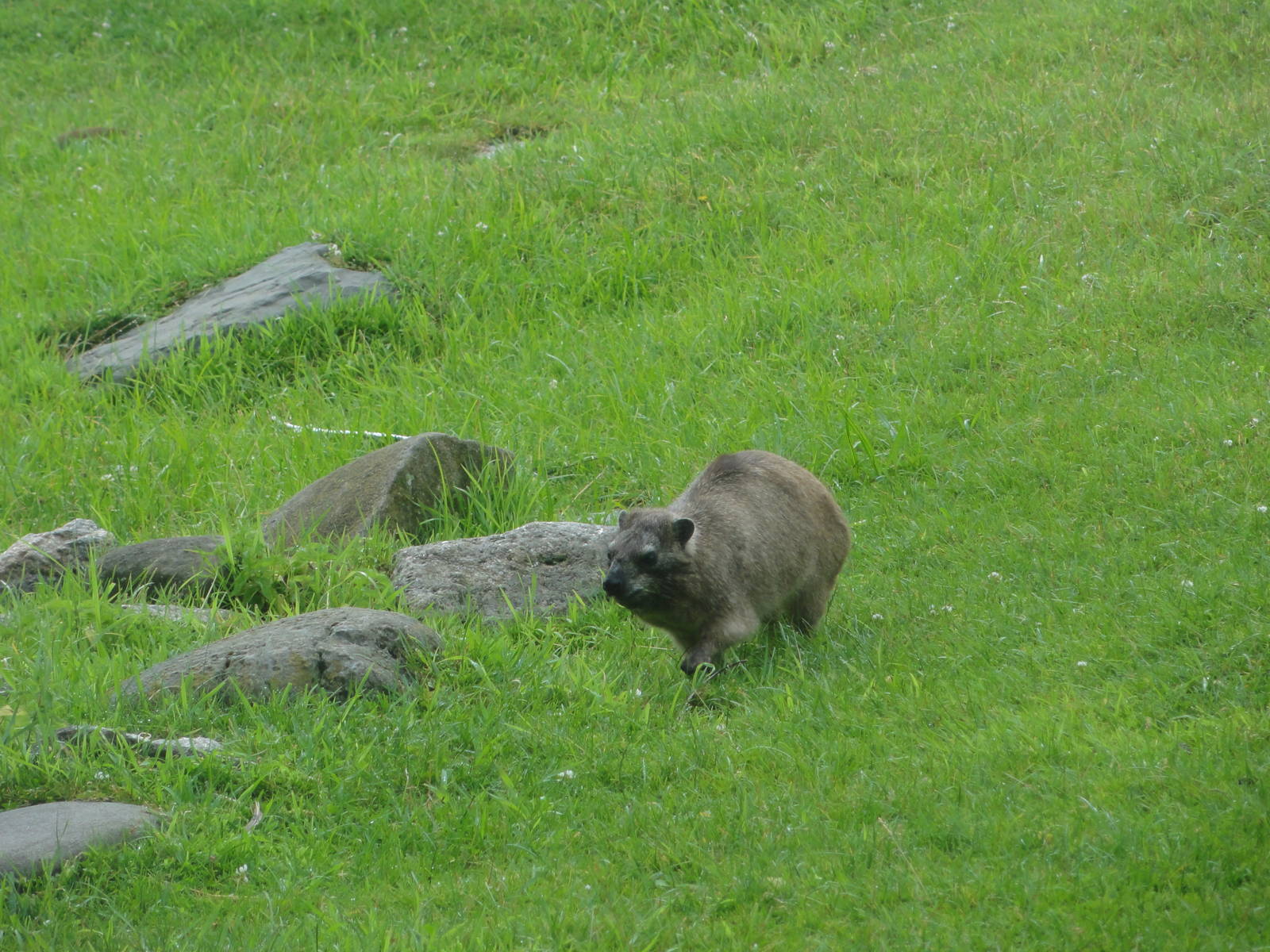 Bronx Zoo: July 2016