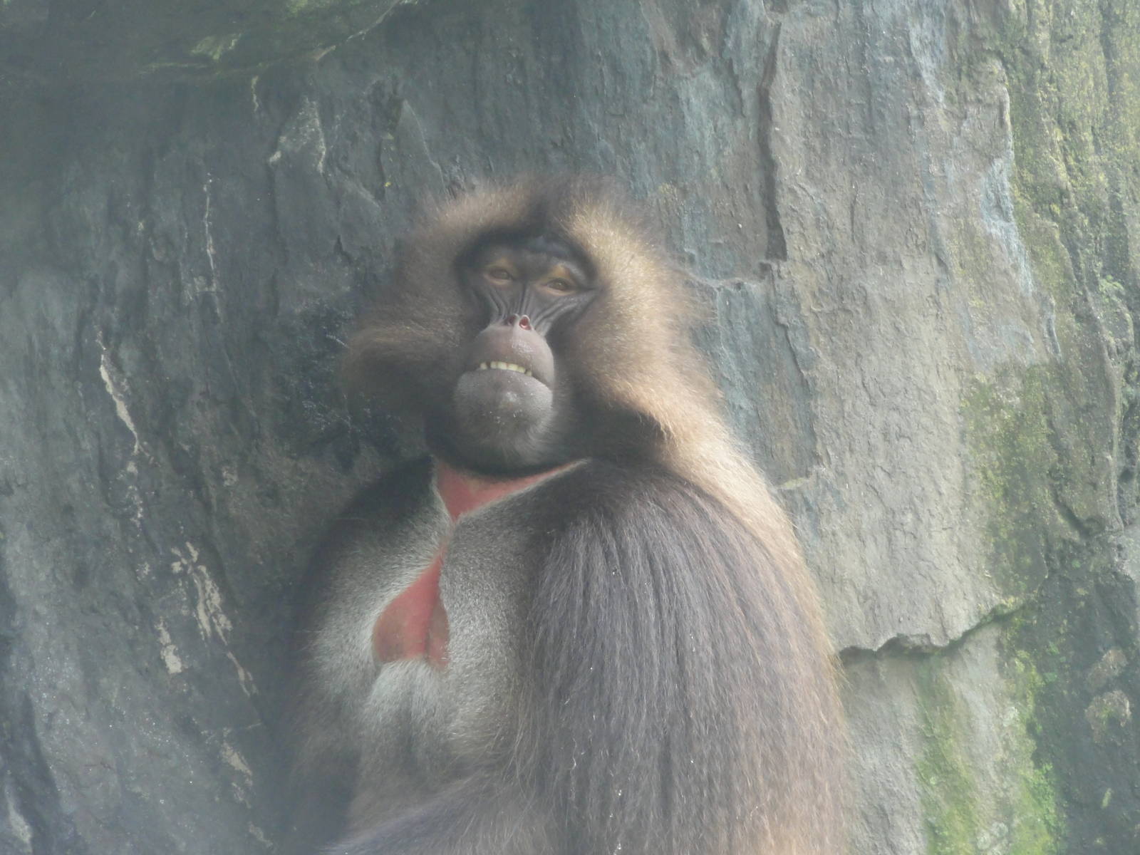 Bronx Zoo: July 2016