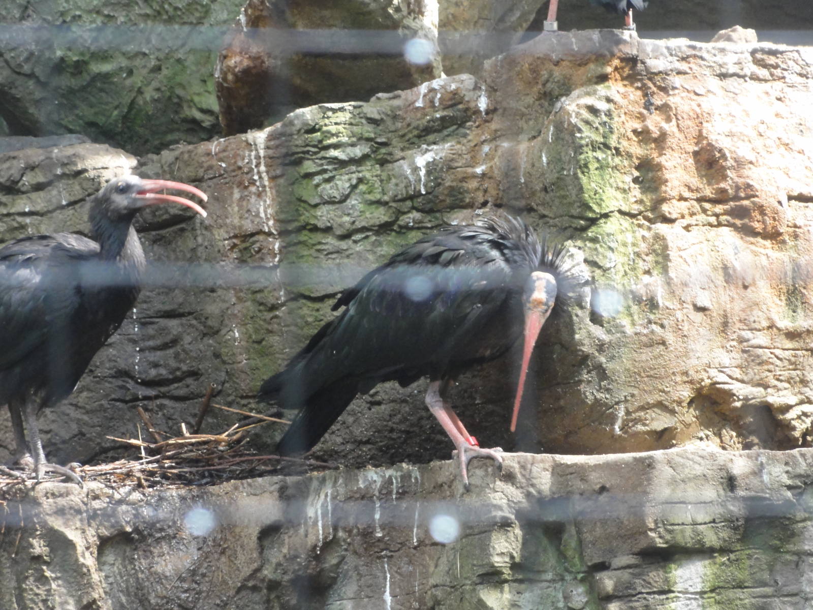 Bronx Zoo: July 2016