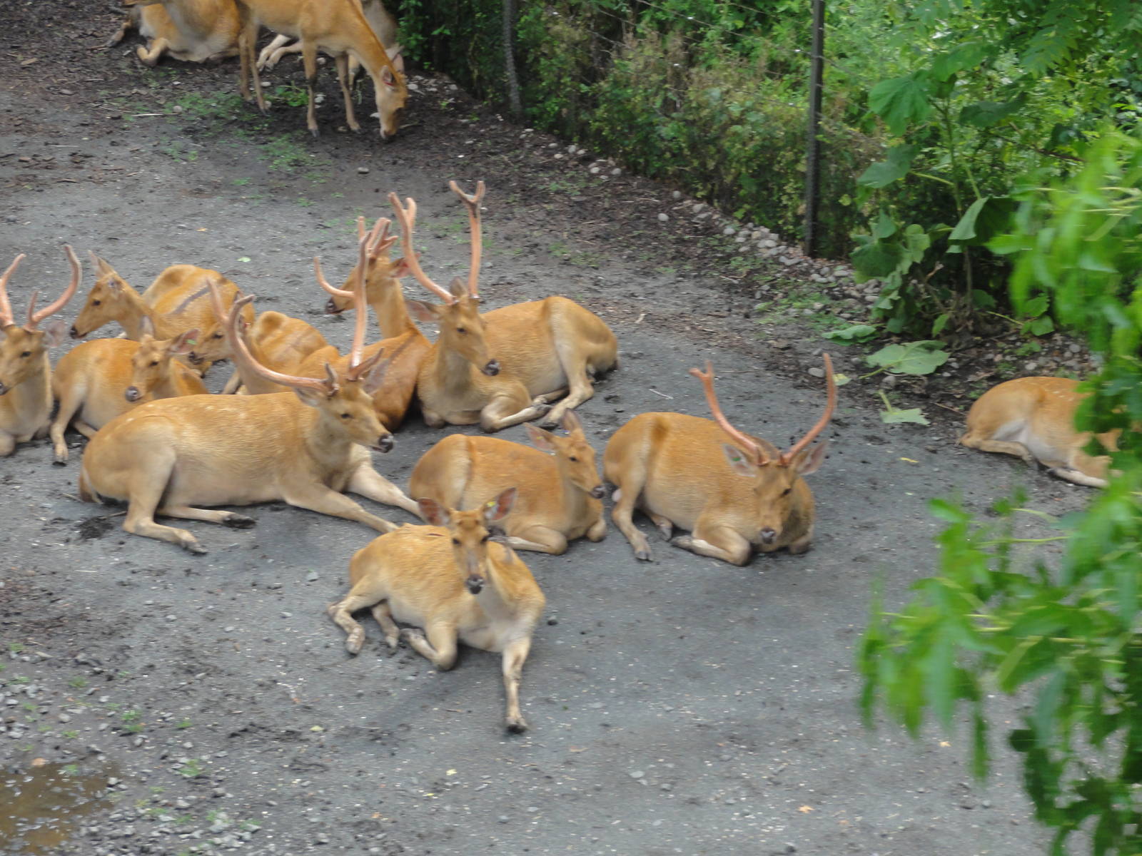 Bronx Zoo: July 2016
