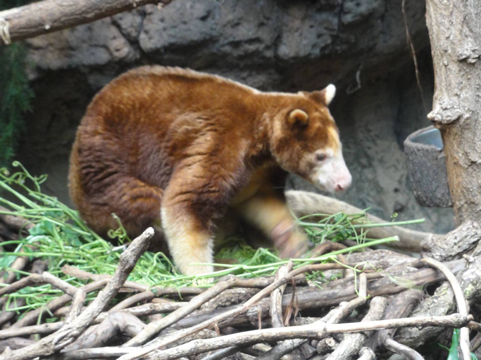 Bronx Zoo: July 2016