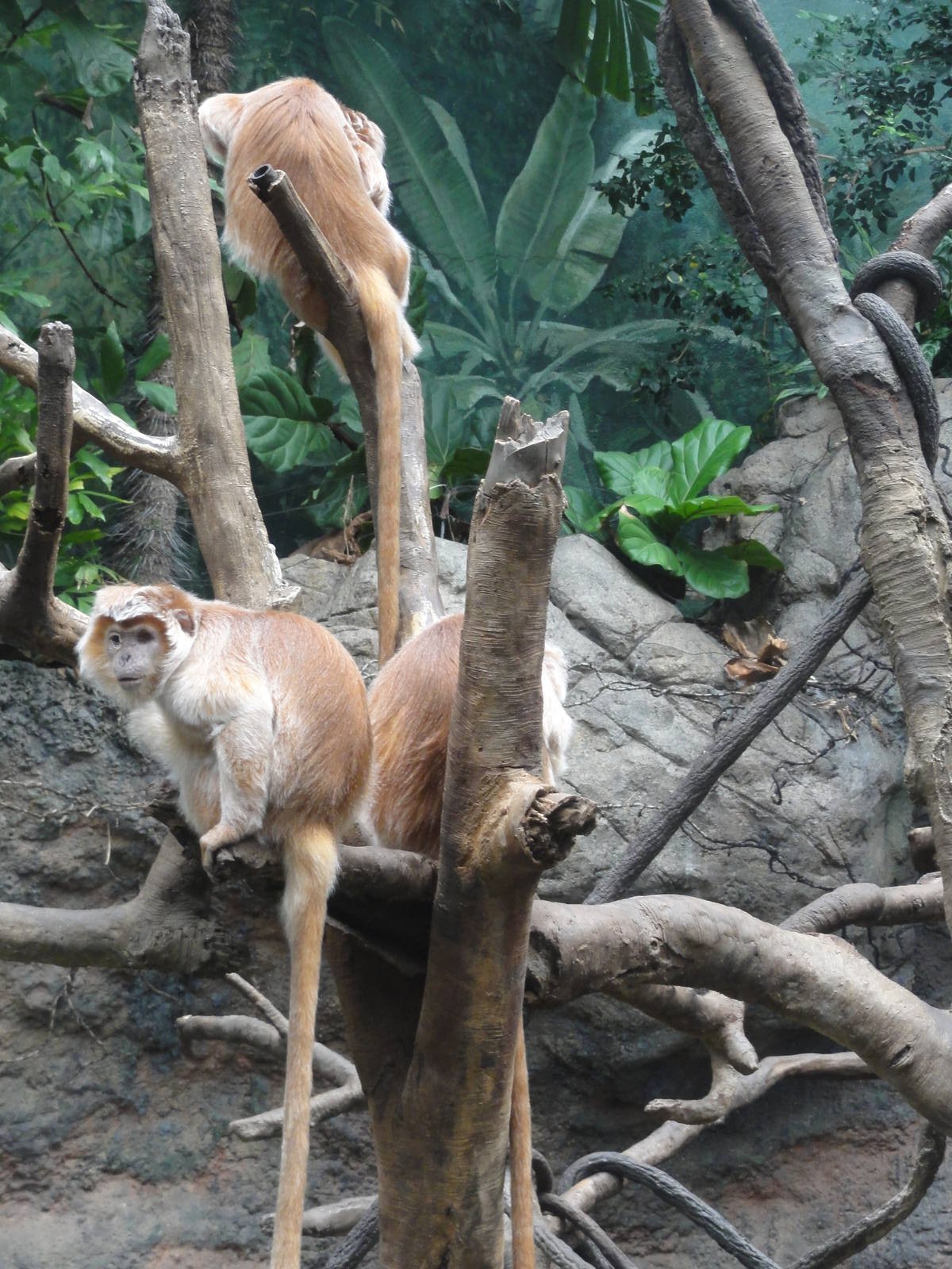 Bronx Zoo: July 2016