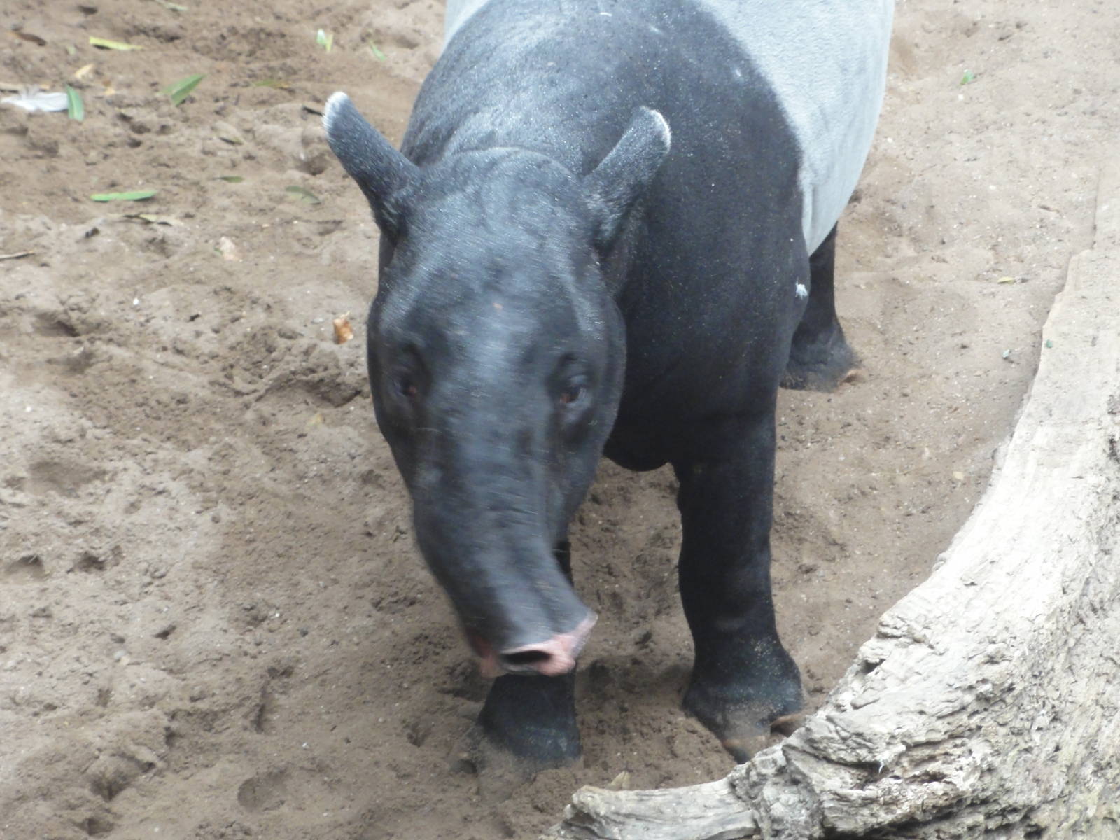 Bronx Zoo: July 2016