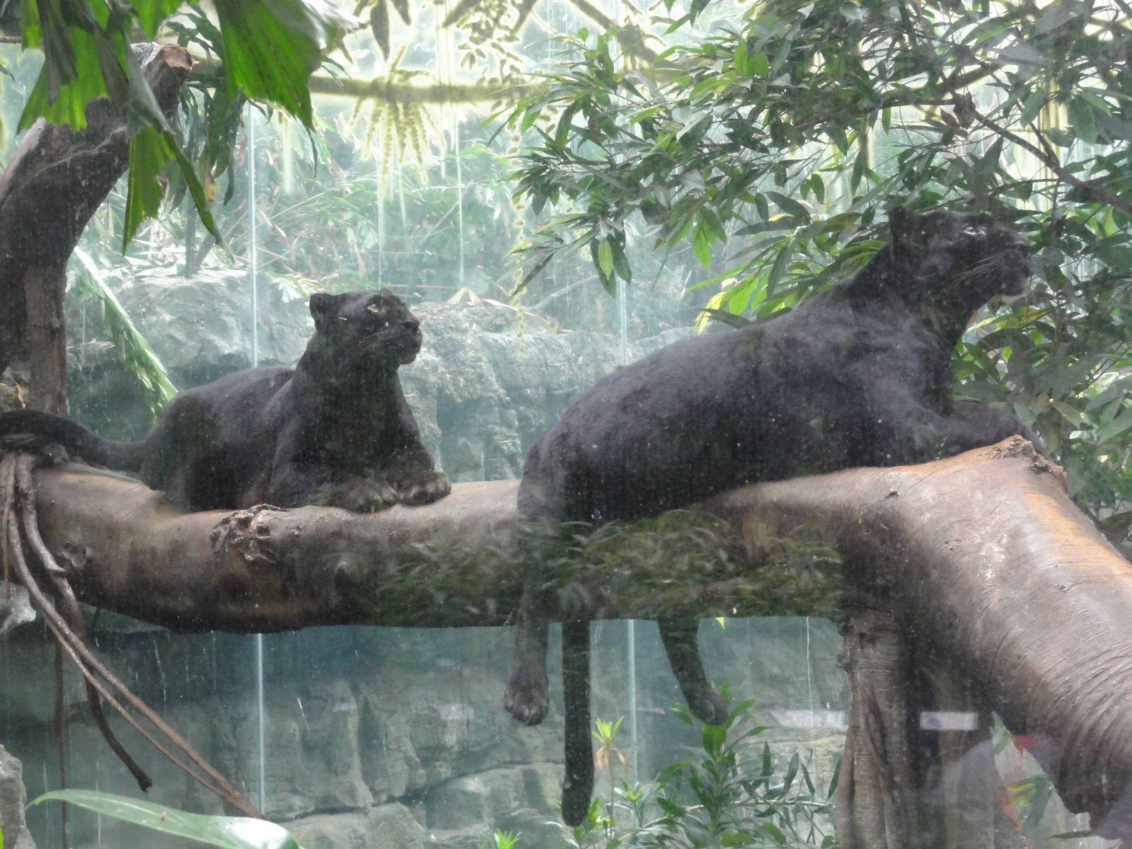 Bronx Zoo: July 2016