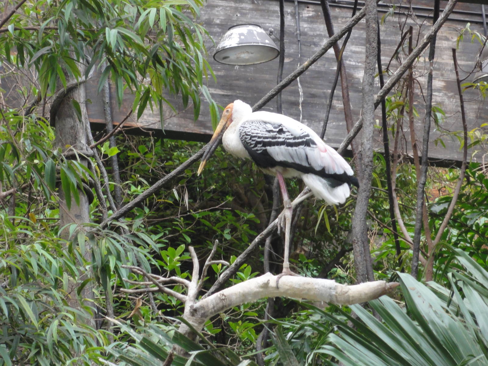 Bronx Zoo: July 2016
