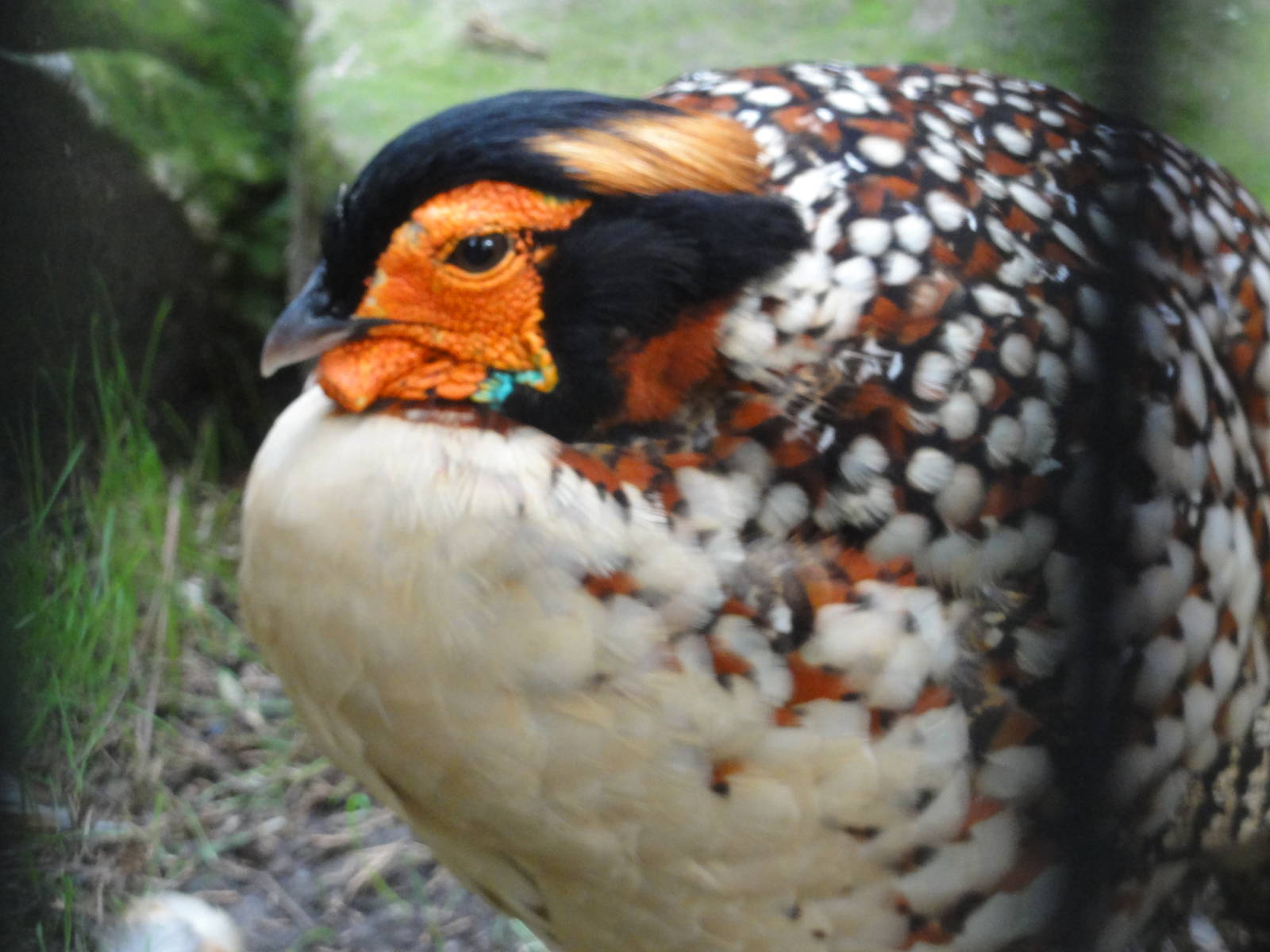 Bronx Zoo: July 2016