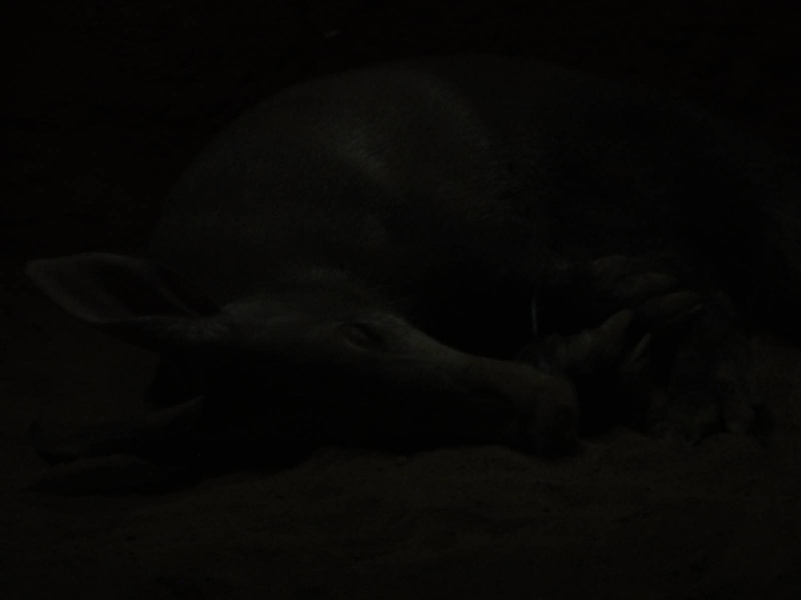 Bronx Zoo: July 2016