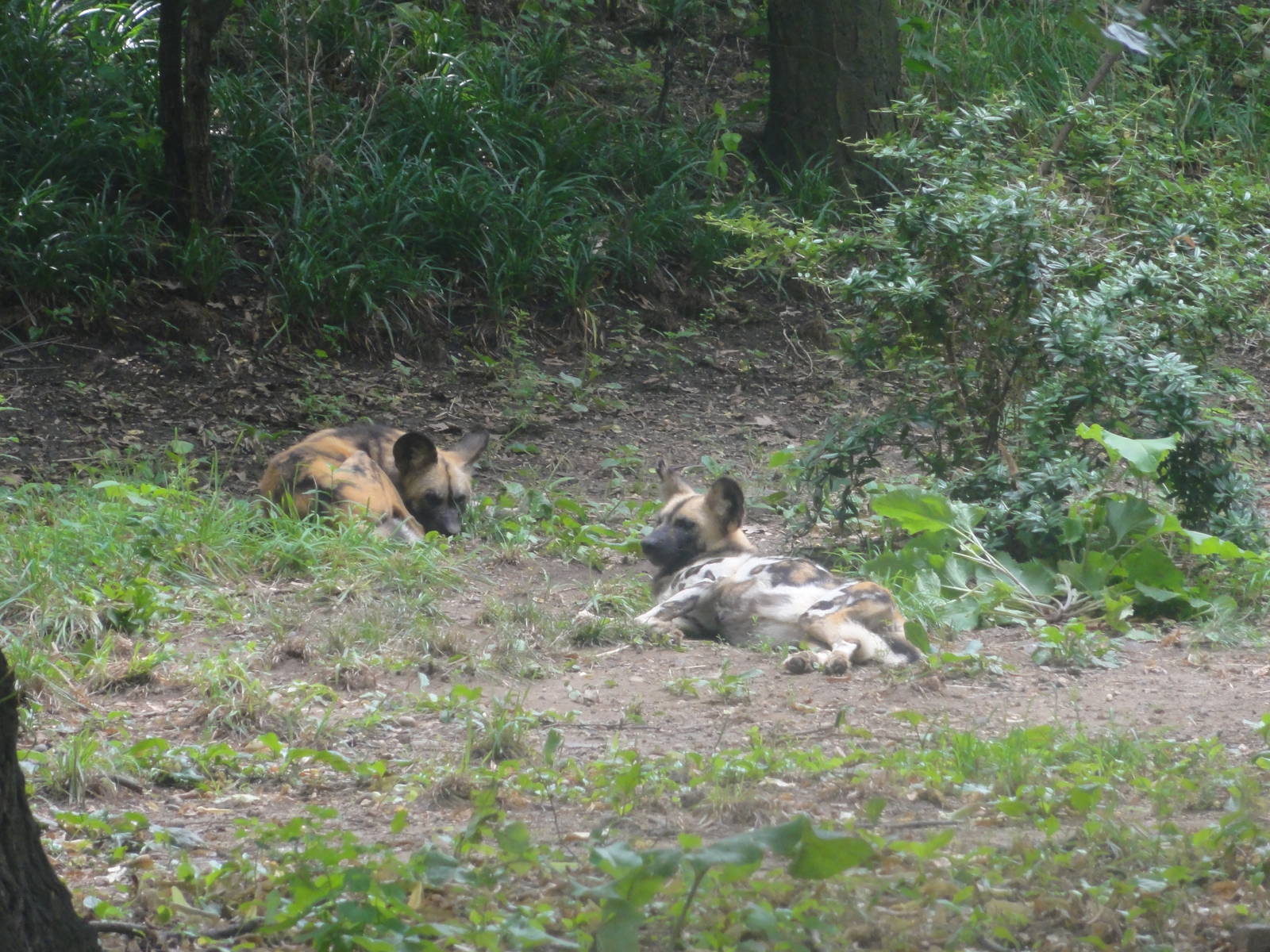 Bronx Zoo: July 2016