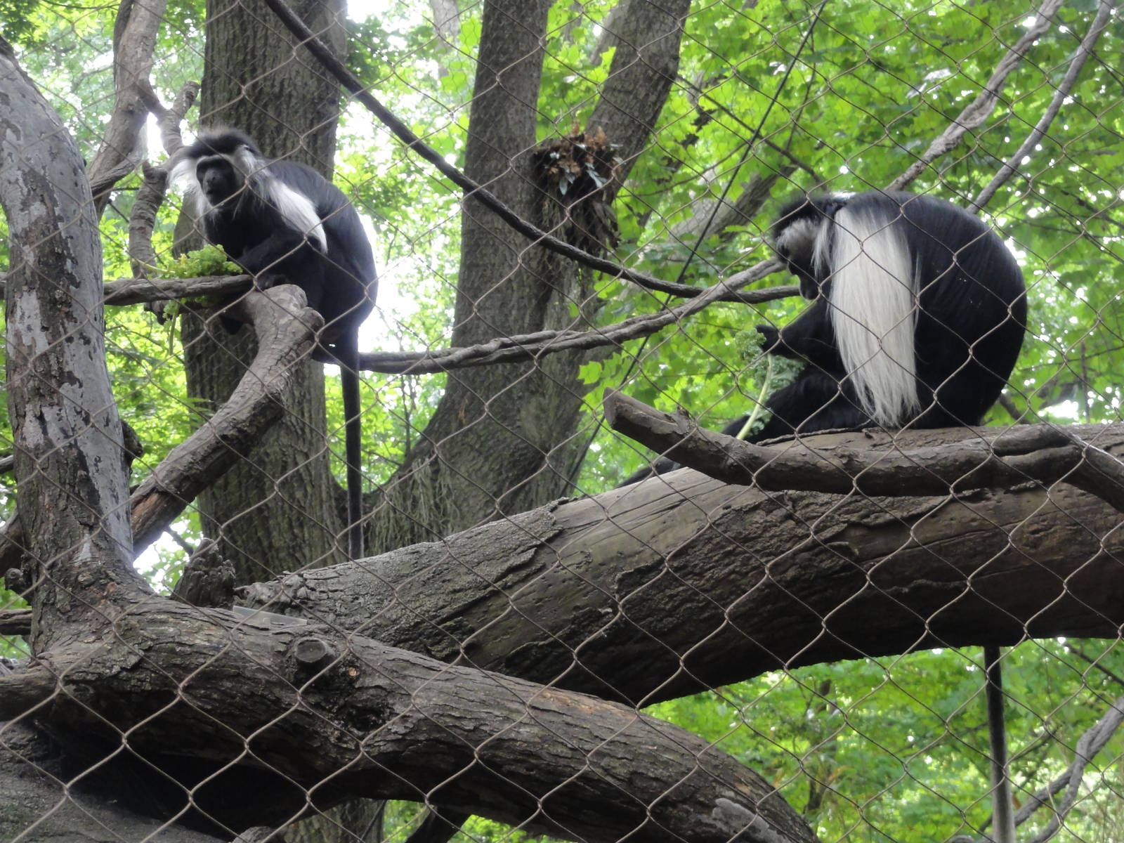 Bronx Zoo: July 2016