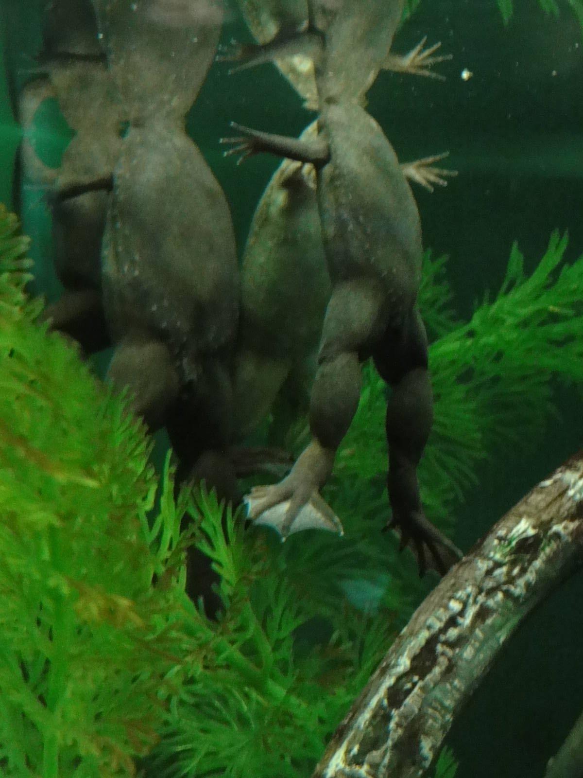 Bronx Zoo: July 2016