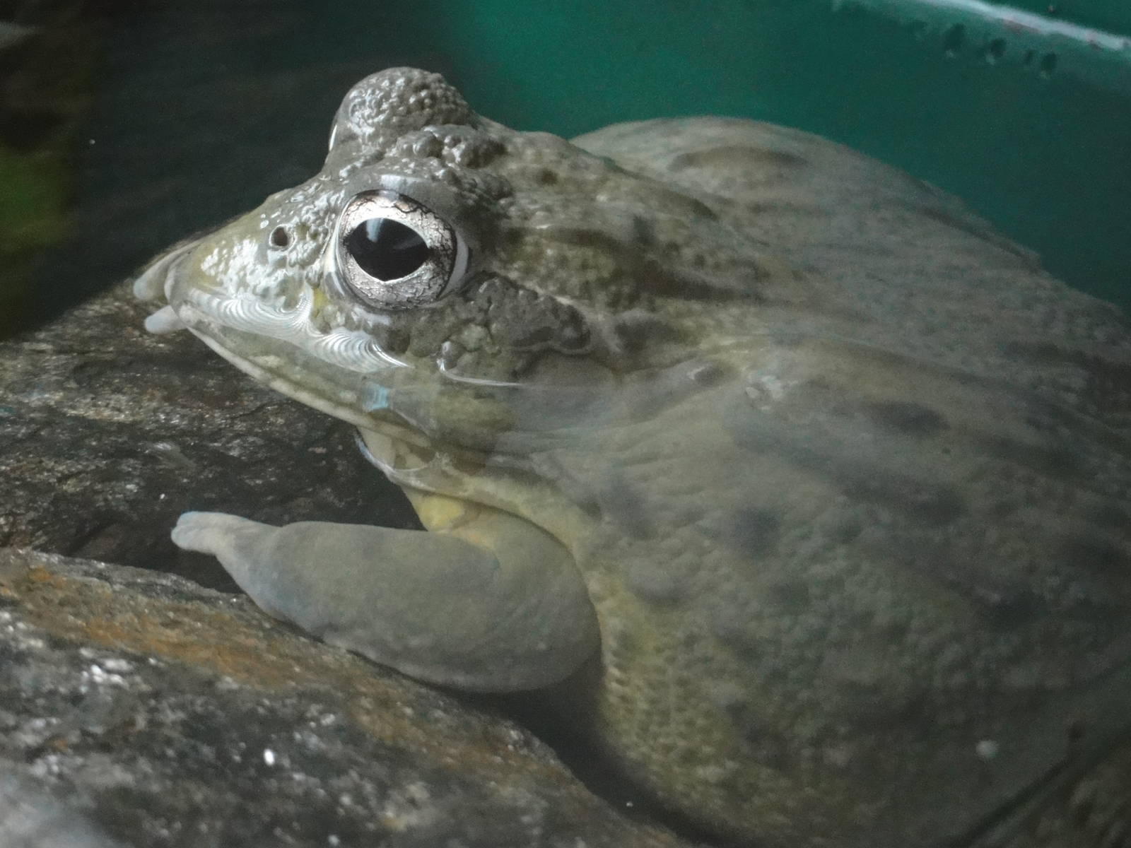 Bronx Zoo: July 2016