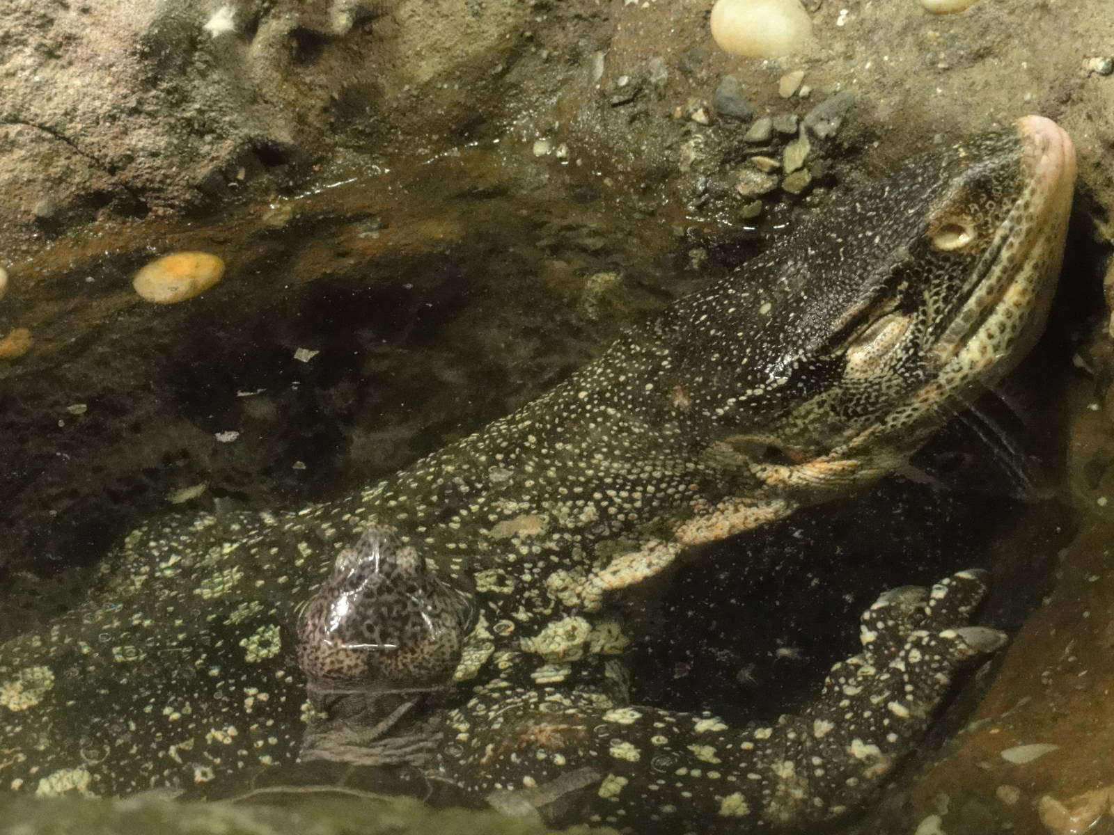 Bronx Zoo: July 2016