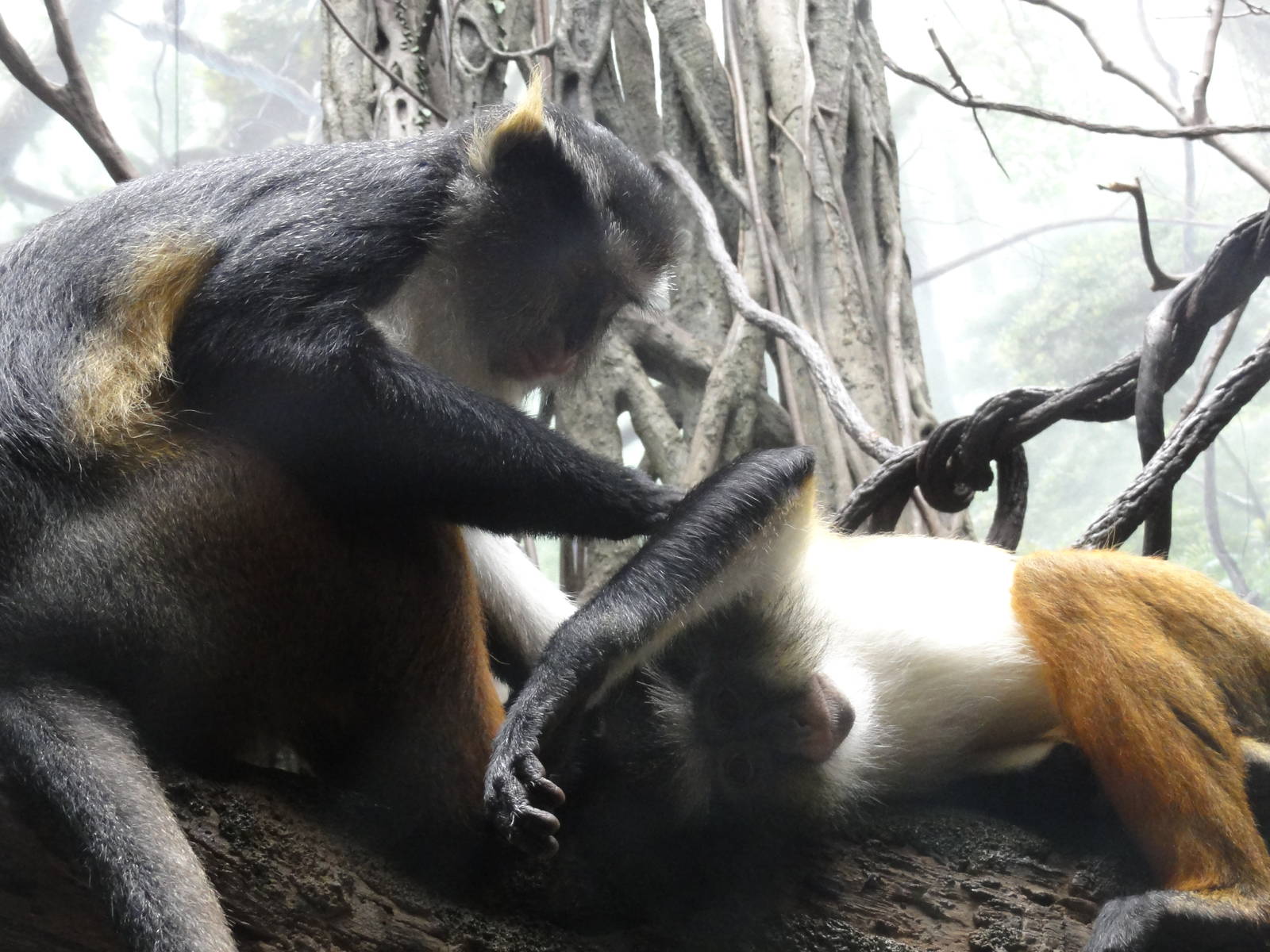 Bronx Zoo: July 2016