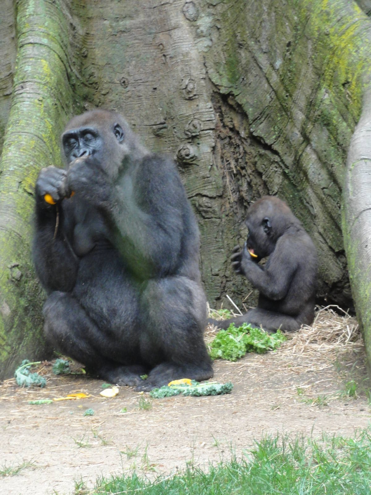 Bronx Zoo: July 2016