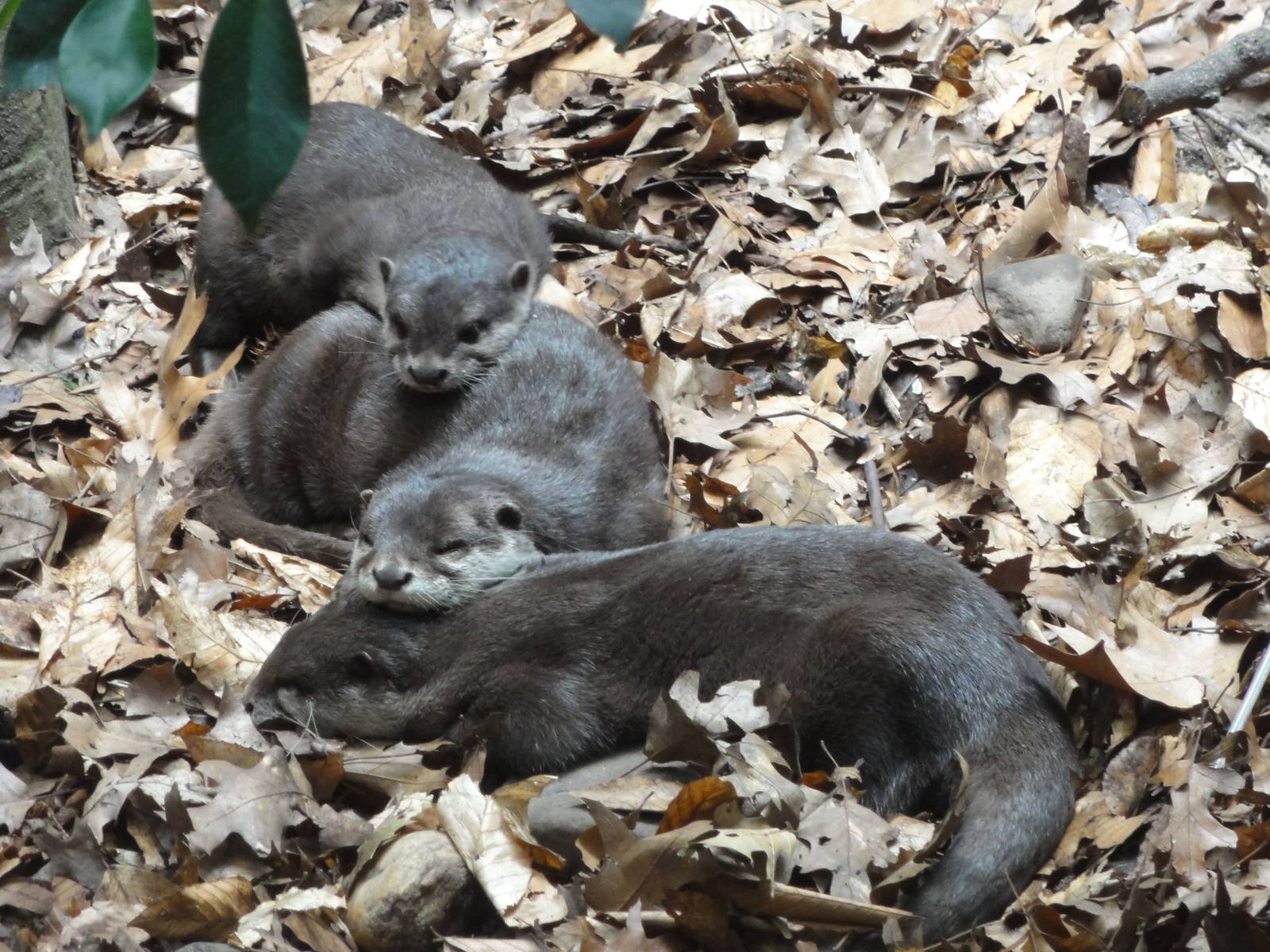 Bronx Zoo: July 2016