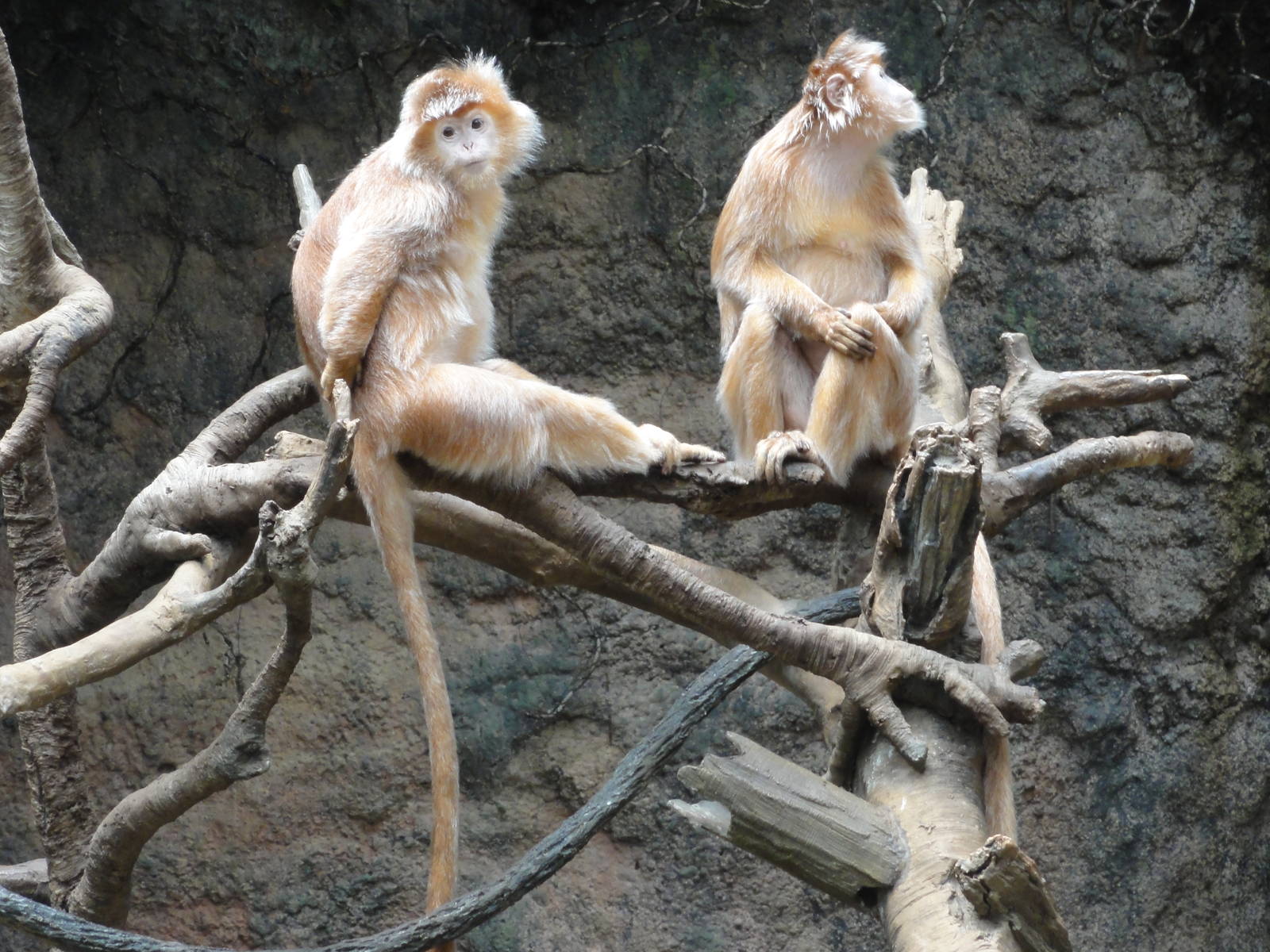 Bronx Zoo: July 2016