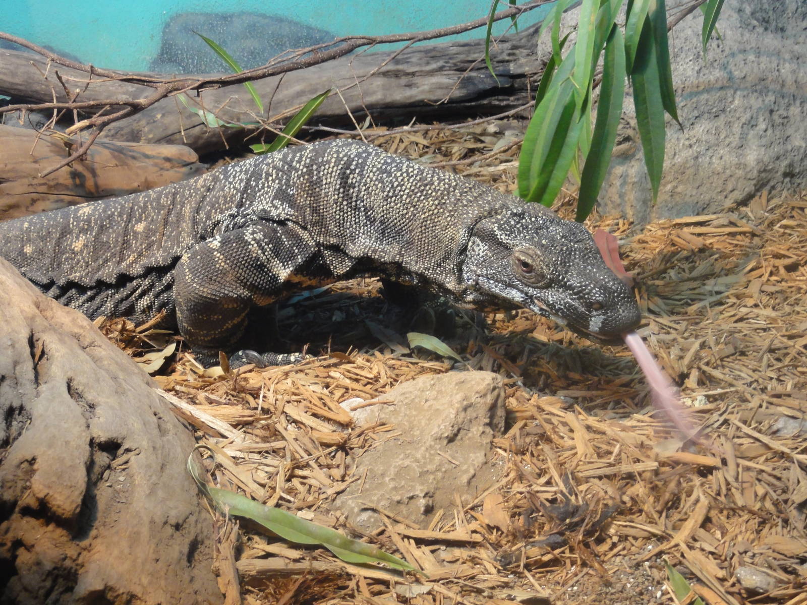 Bronx Zoo: July 2016