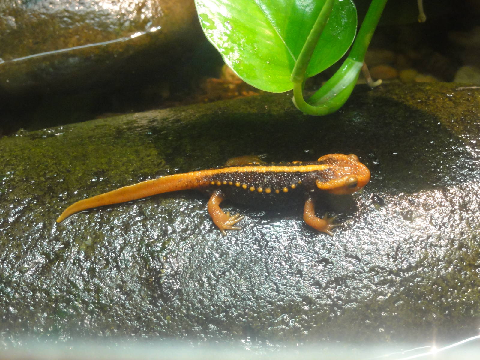 Bronx Zoo: July 2016