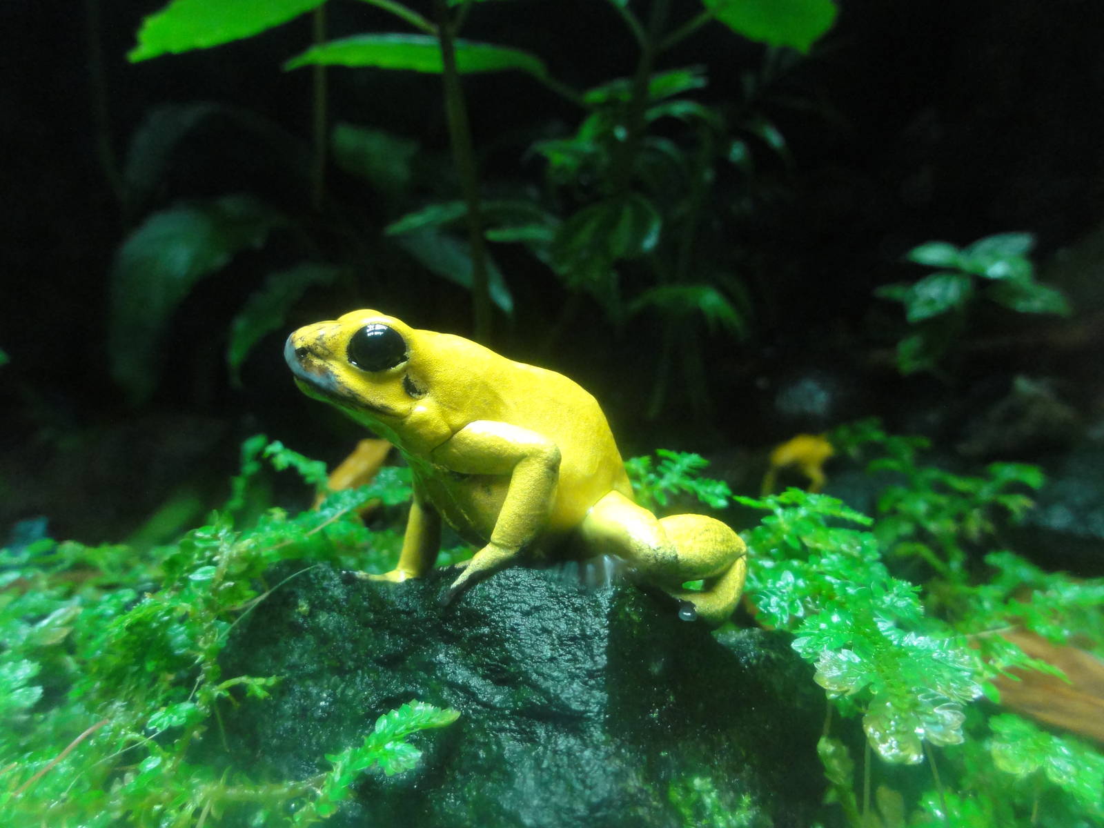 Bronx Zoo: July 2016