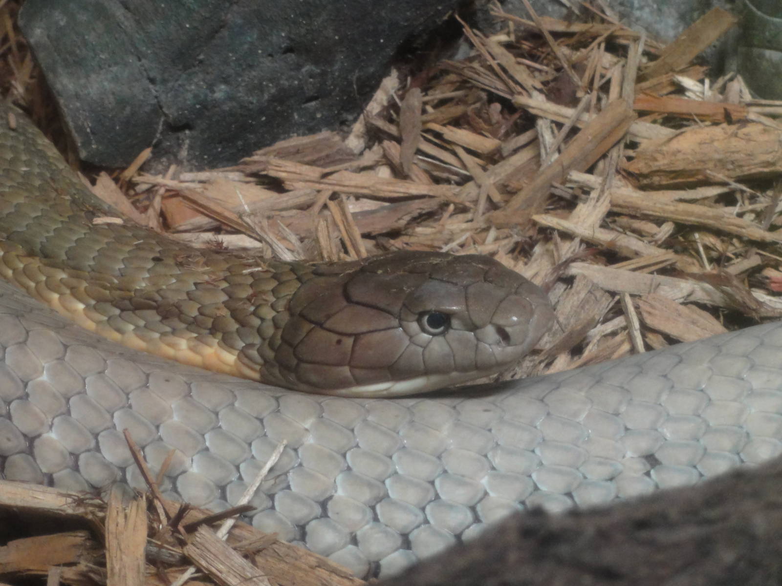 Bronx Zoo: July 2016