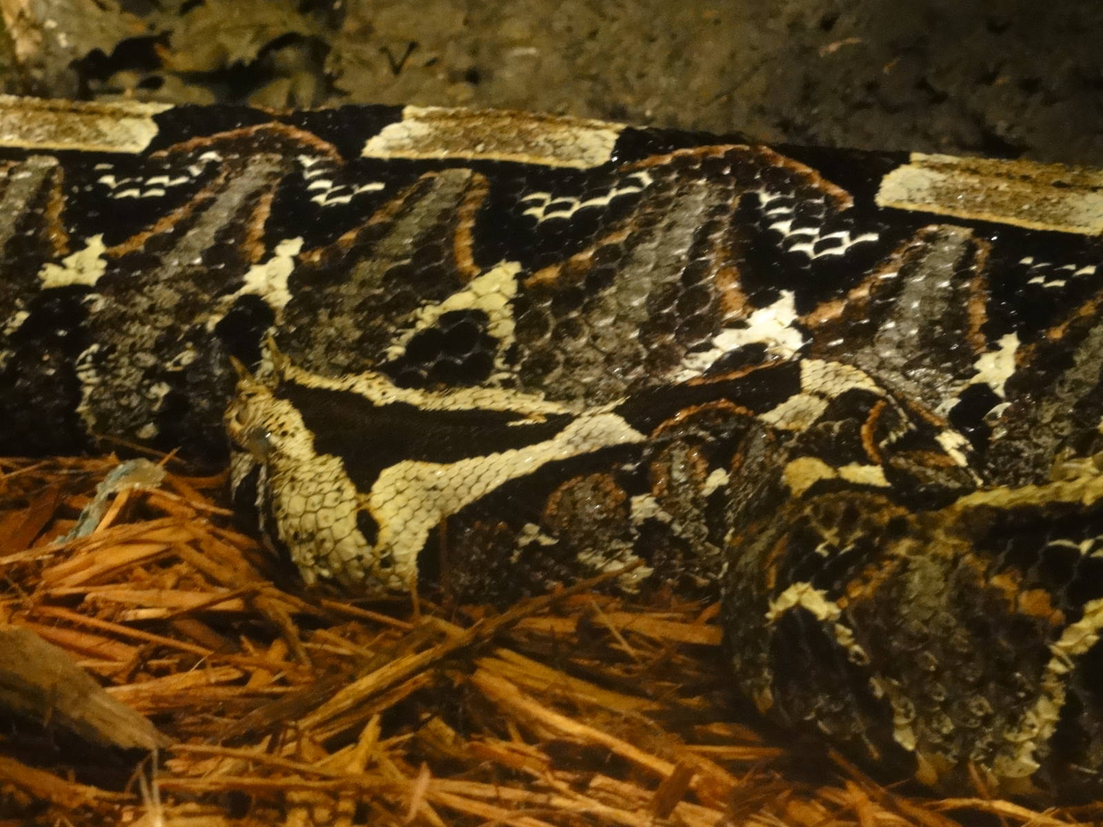 Bronx Zoo: July 2016