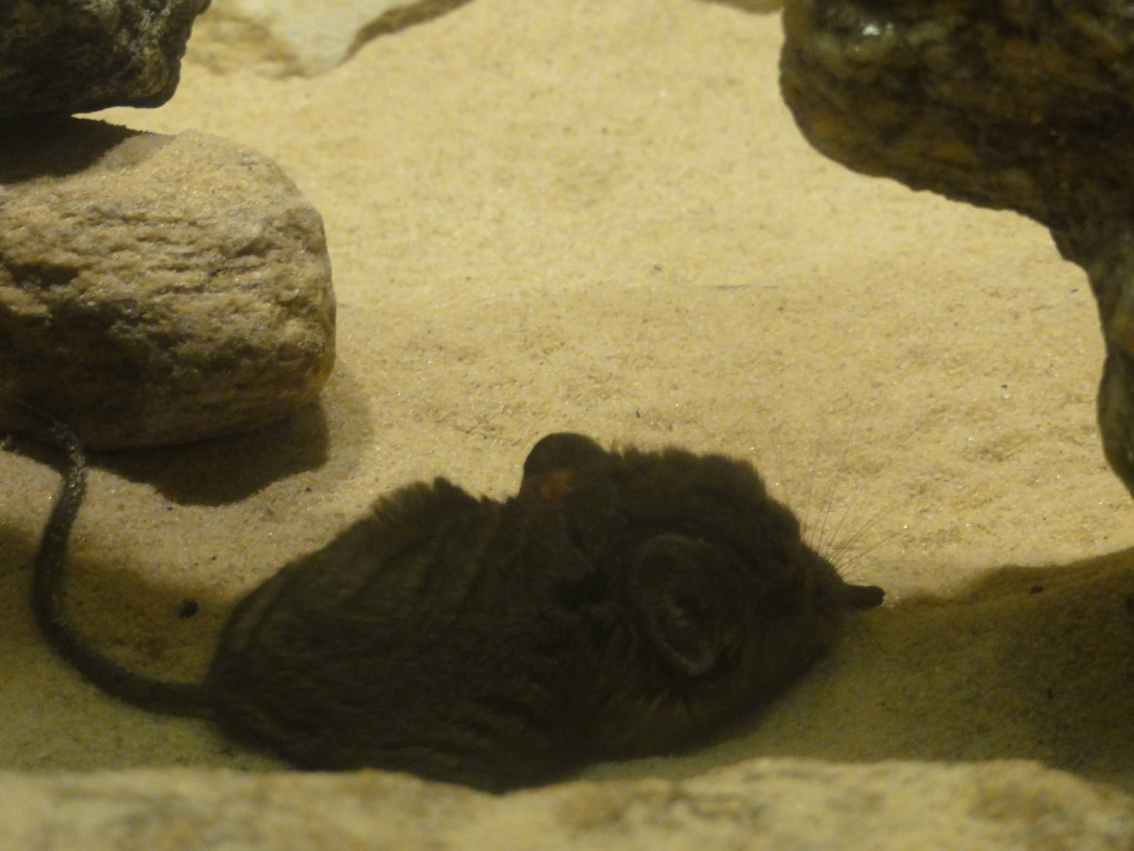 Bronx Zoo: July 2016