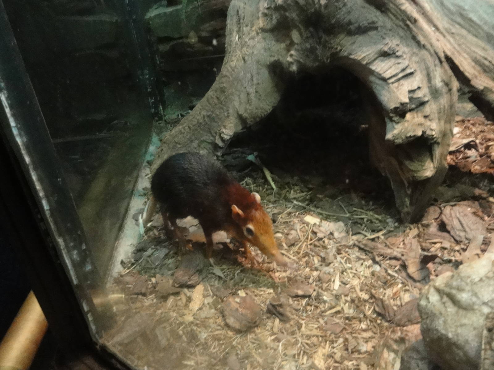 Bronx Zoo: July 2016