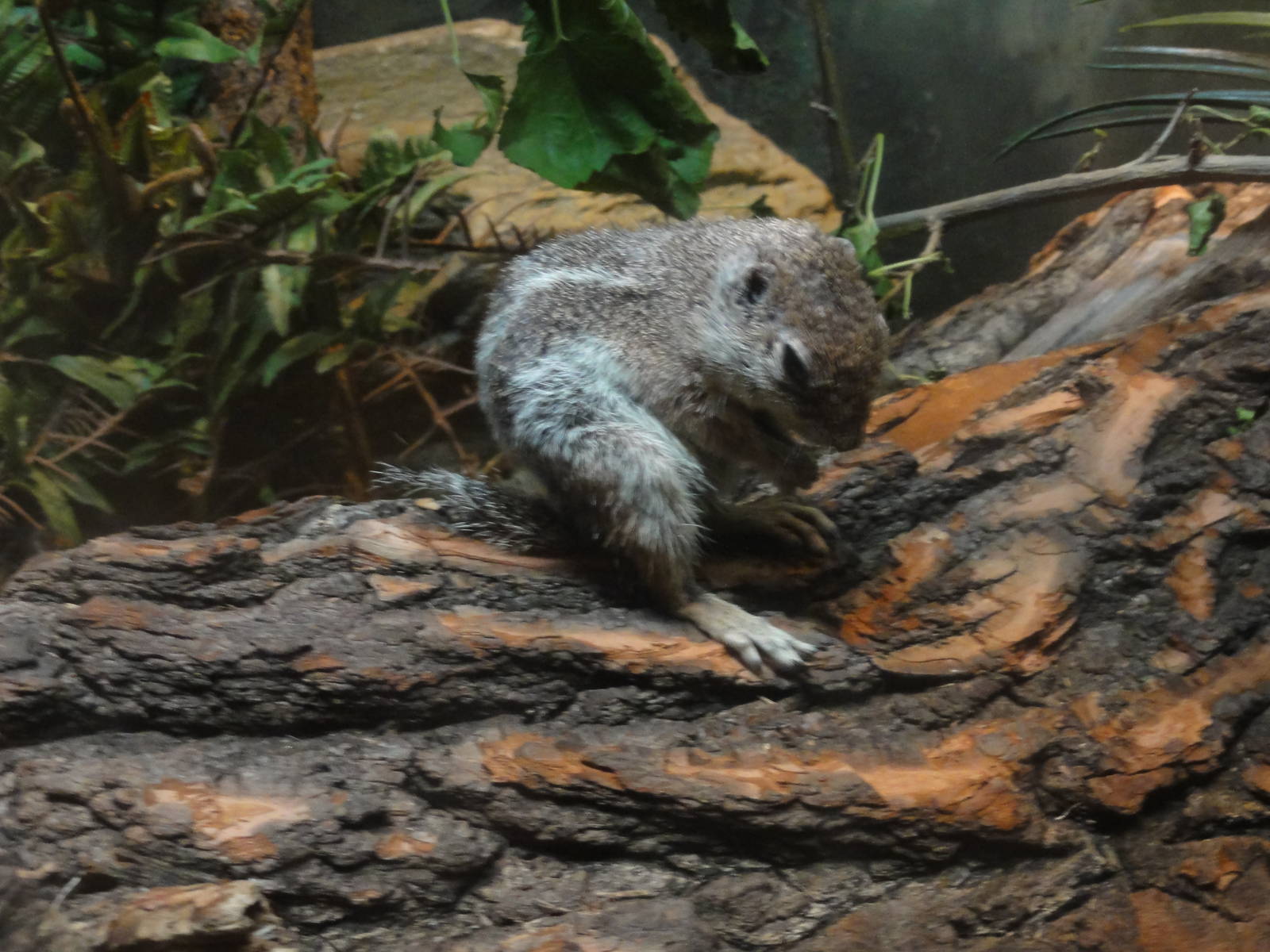 Bronx Zoo: July 2016