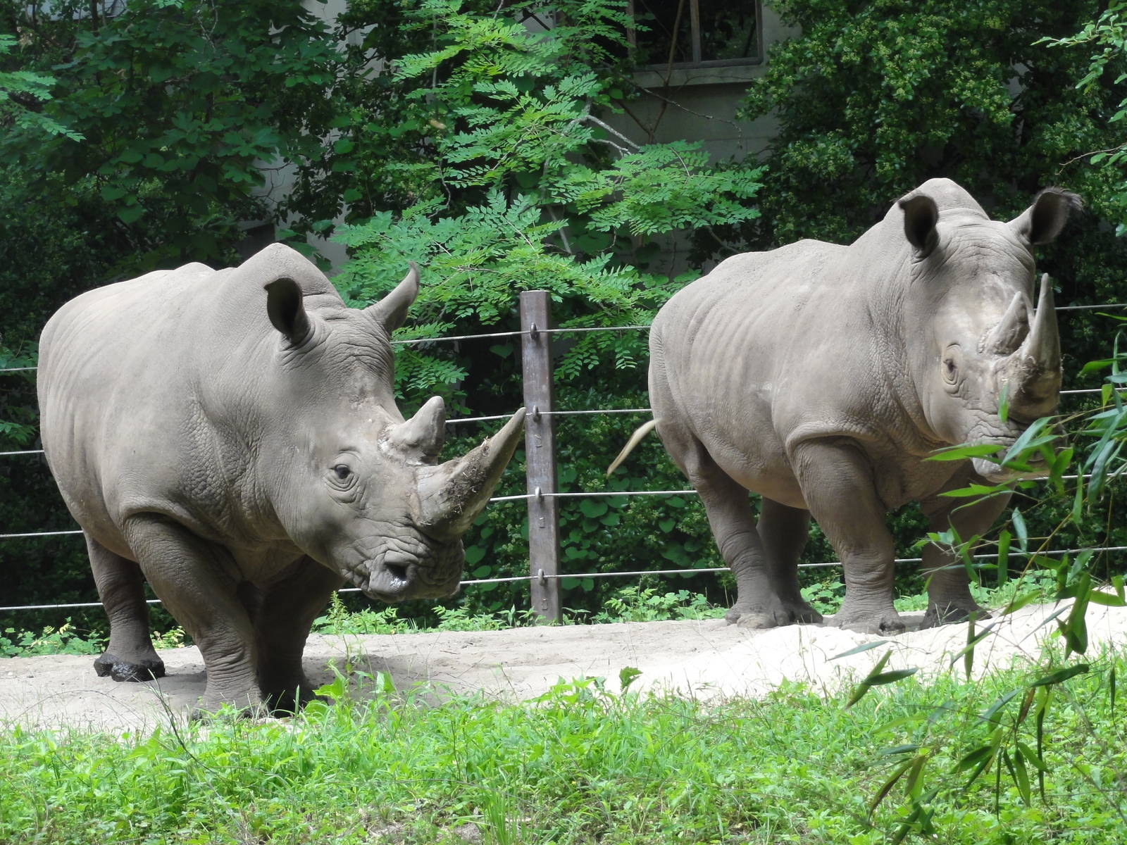 Bronx Zoo: July 2016