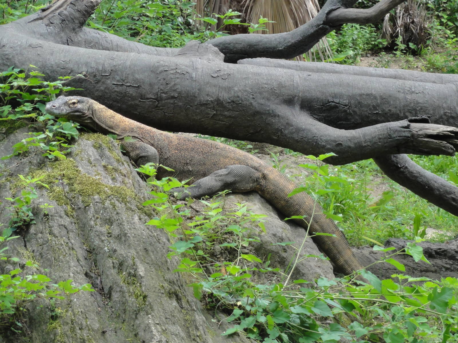 Bronx Zoo: July 2016