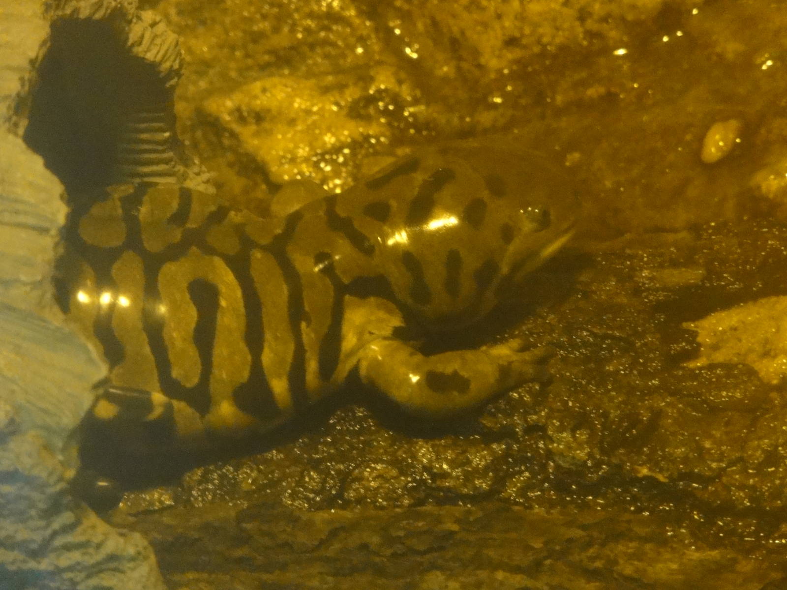 Bronx Zoo: July 2016