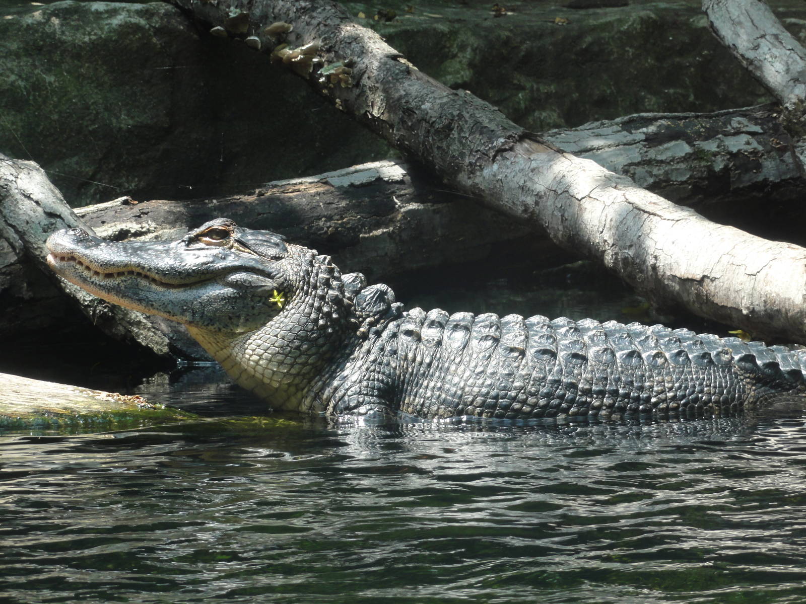 Bronx Zoo: July 2016