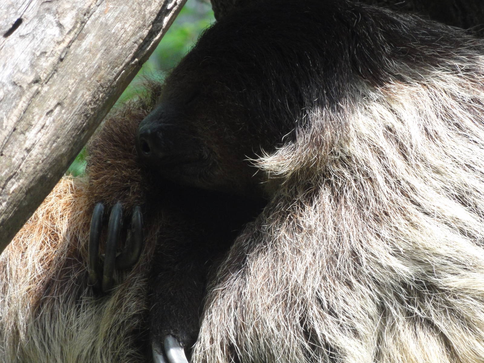 Bronx Zoo: July 2016