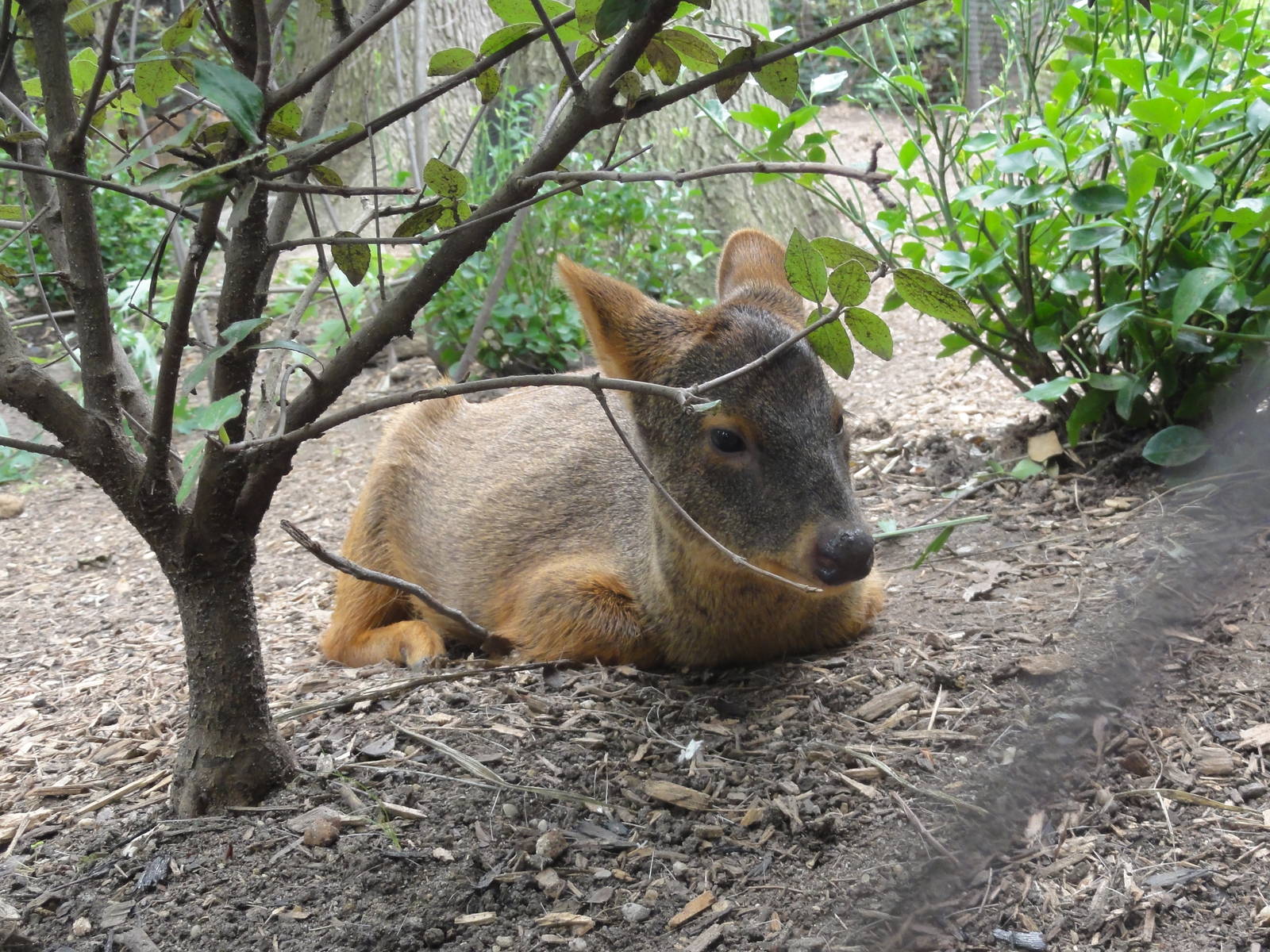 Bronx Zoo: July 2016