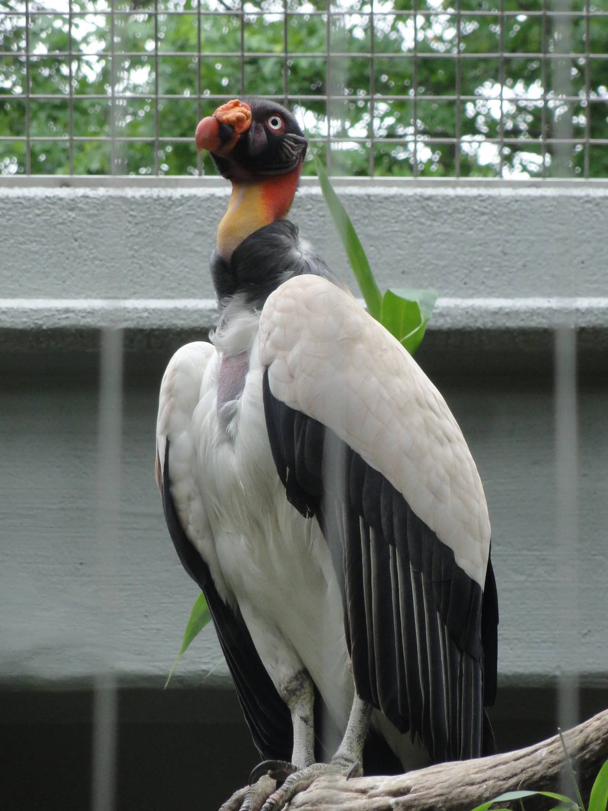 Bronx Zoo: July 2016