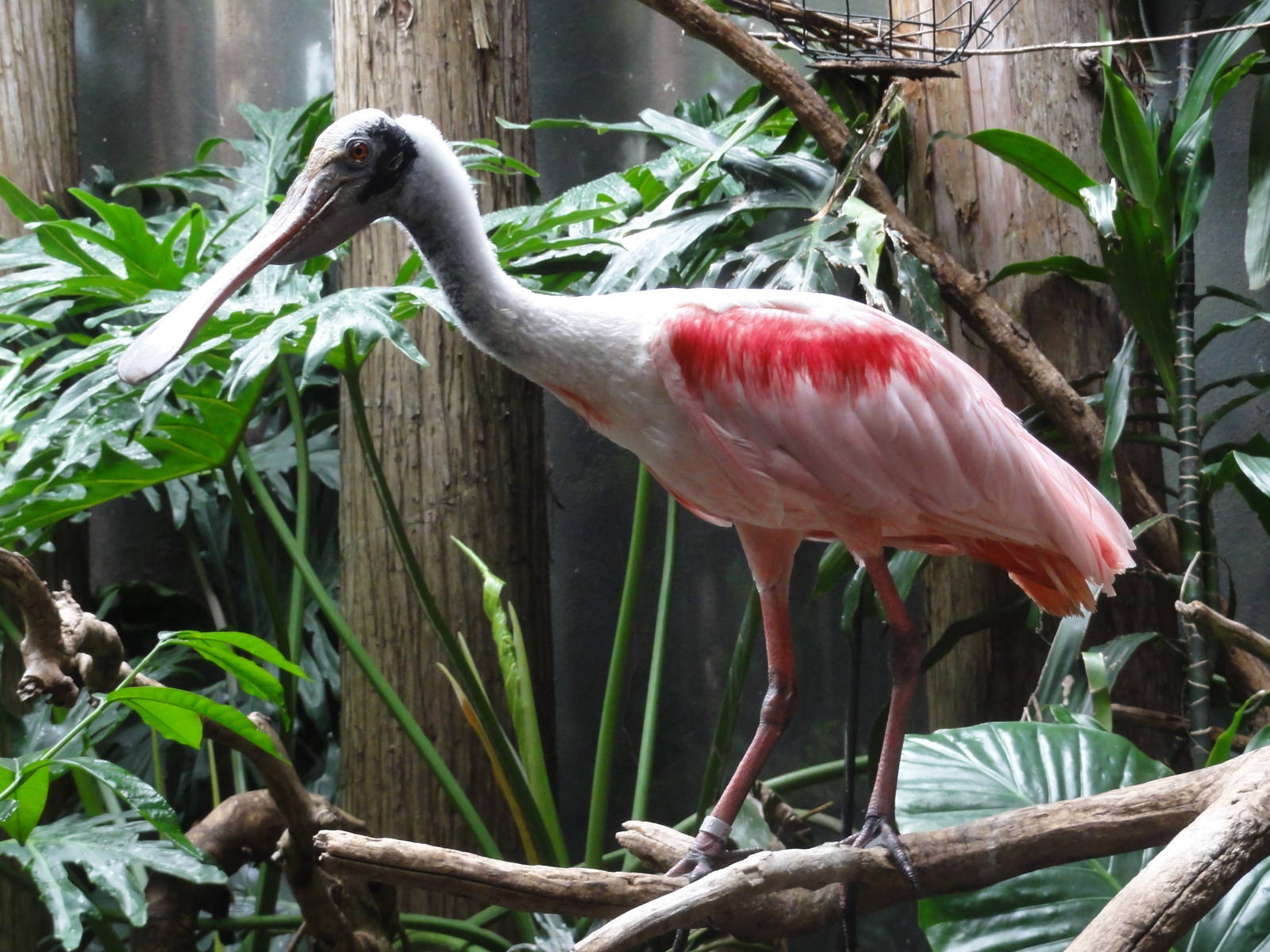 Bronx Zoo: July 2016