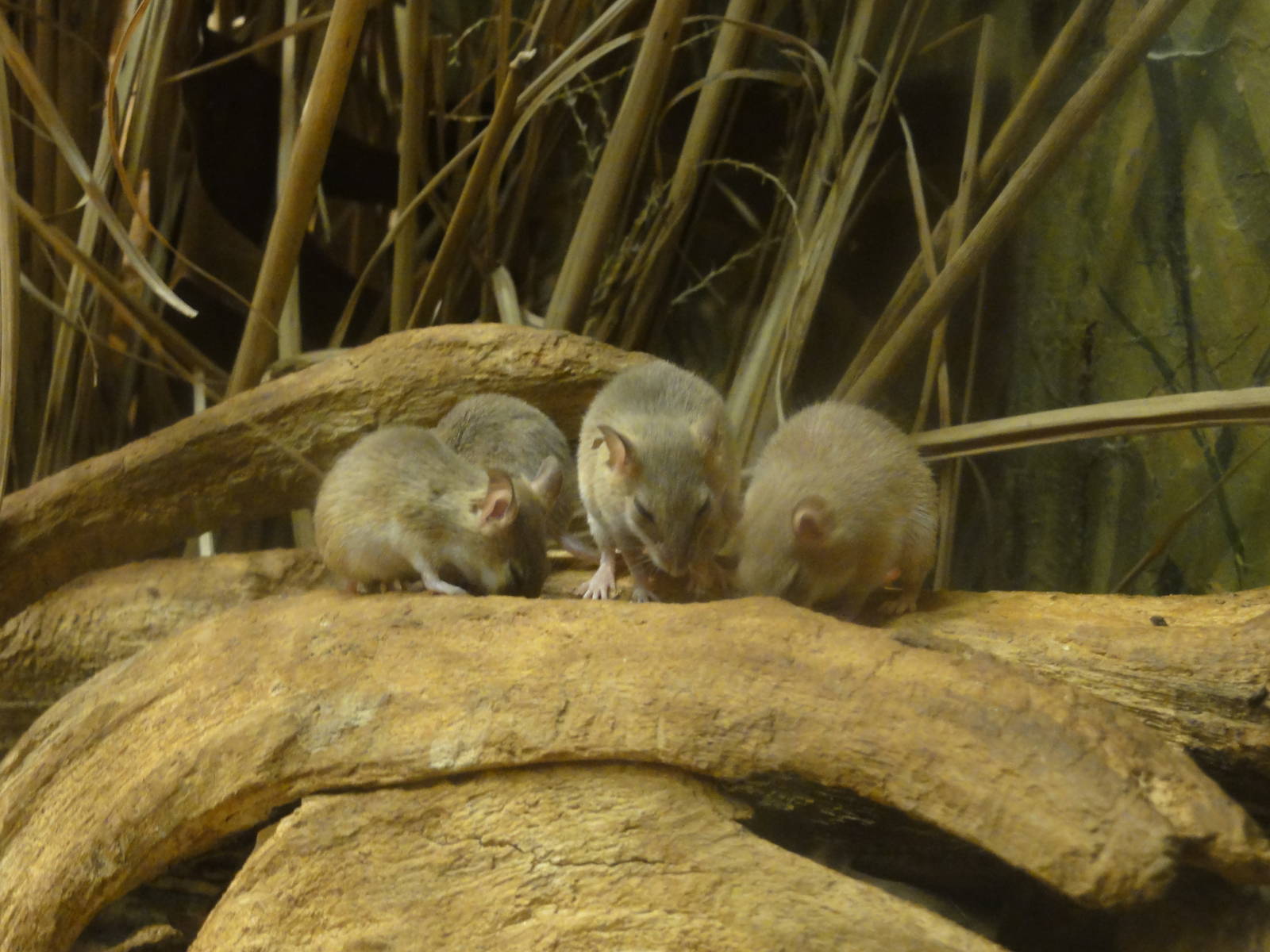 Bronx Zoo: July 2016