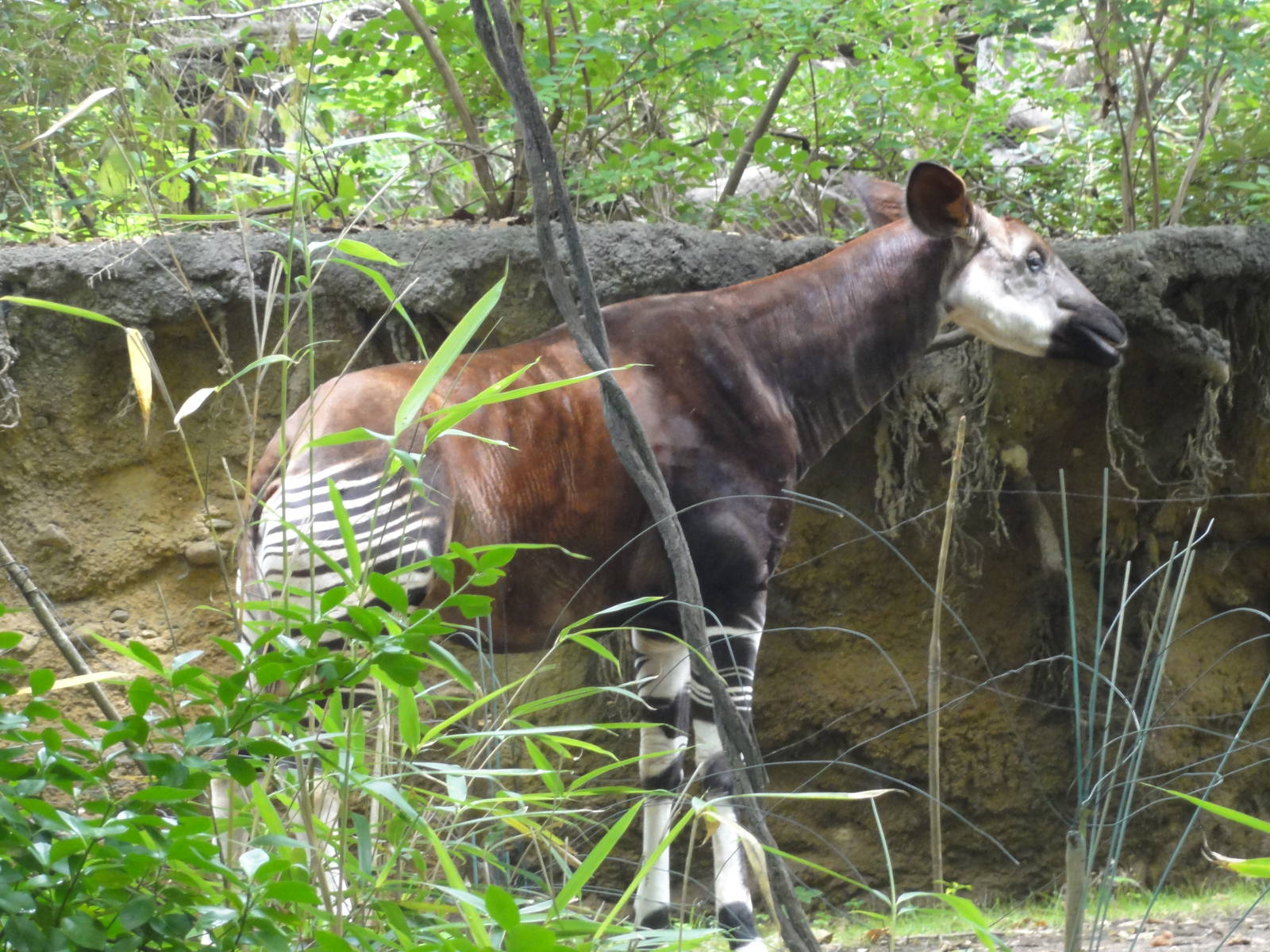 Bronx Zoo: July 2016
