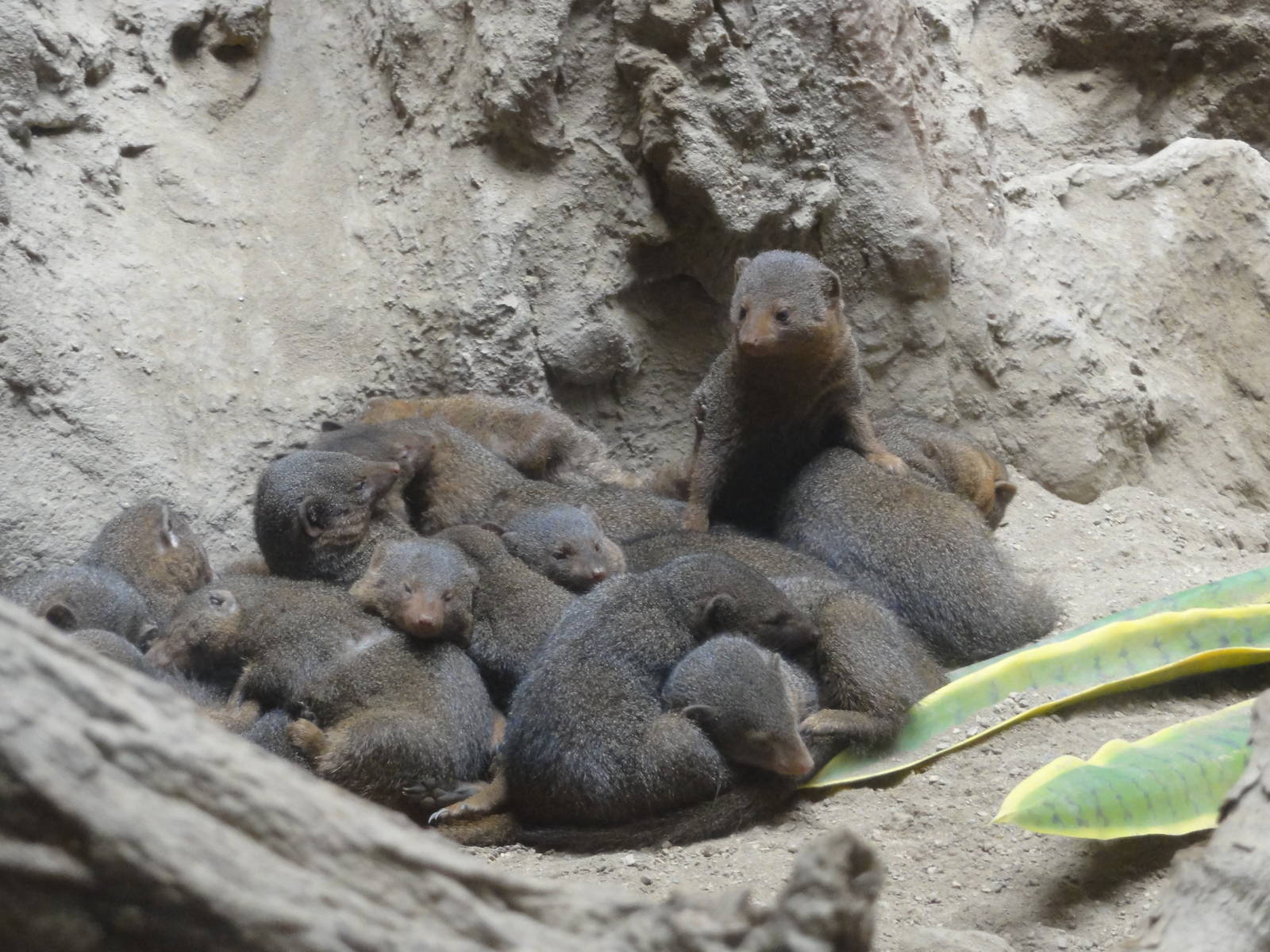 Bronx Zoo: July 2016