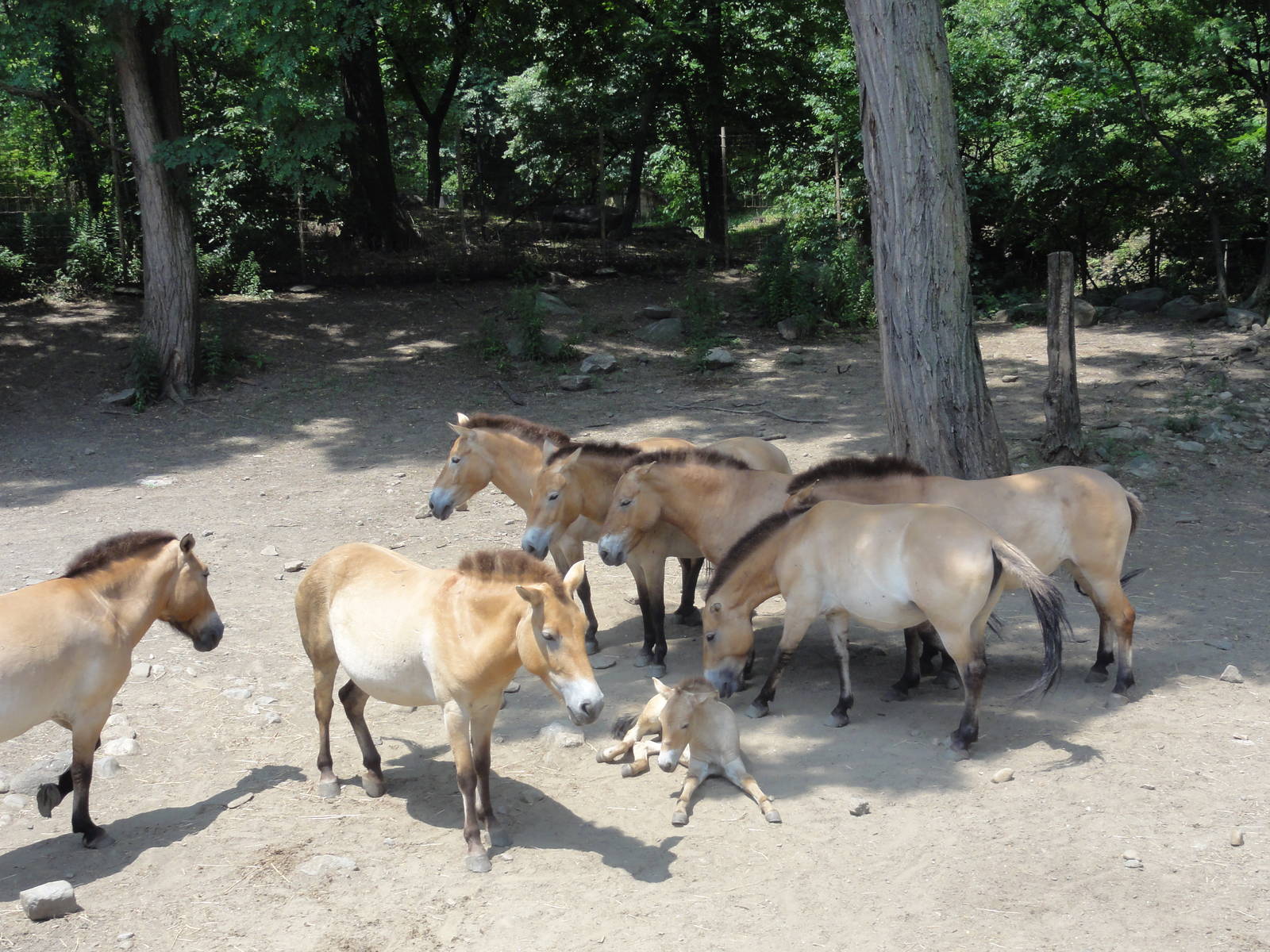 Bronx Zoo: July 2016