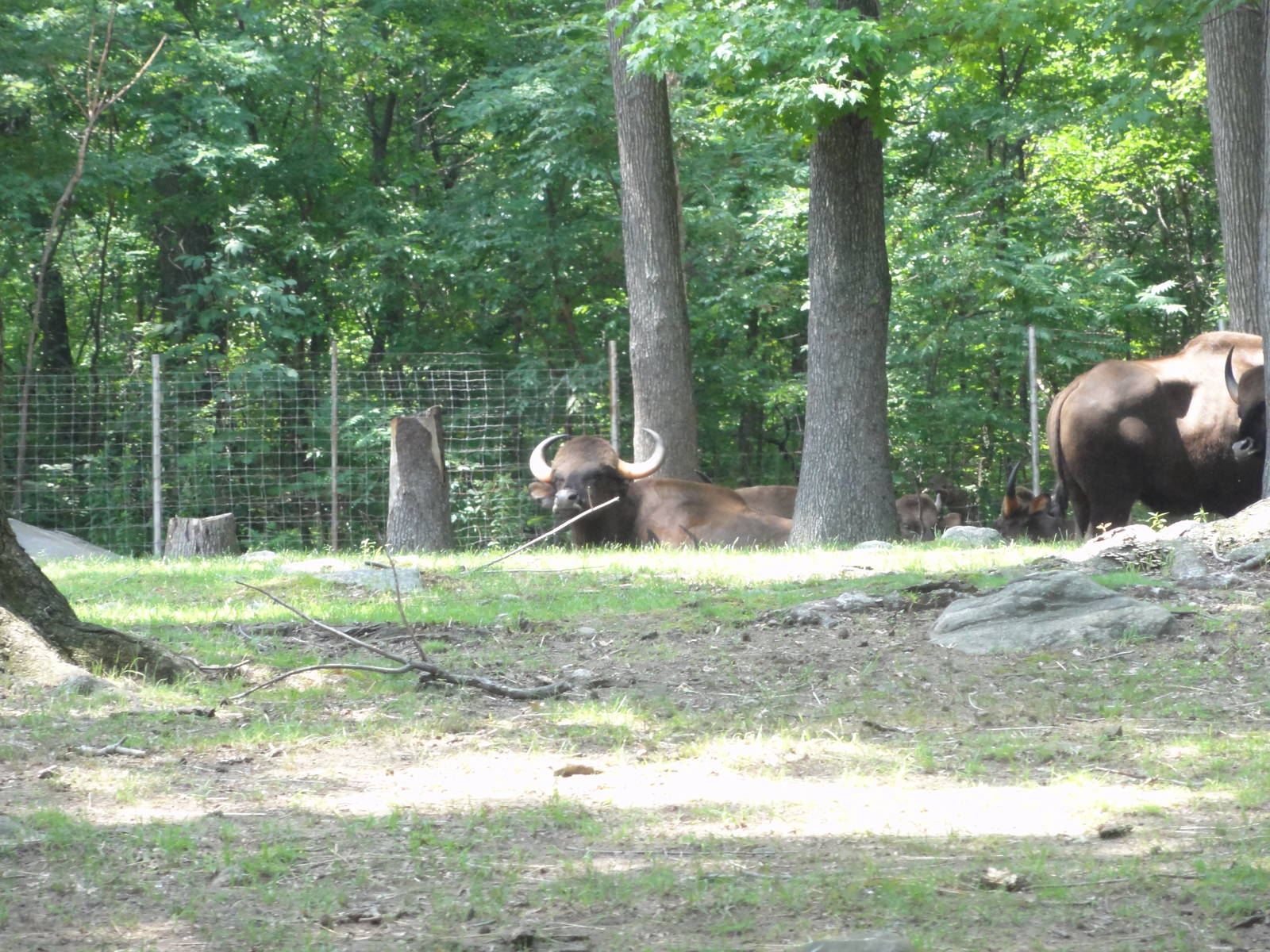 Bronx Zoo: July 2016