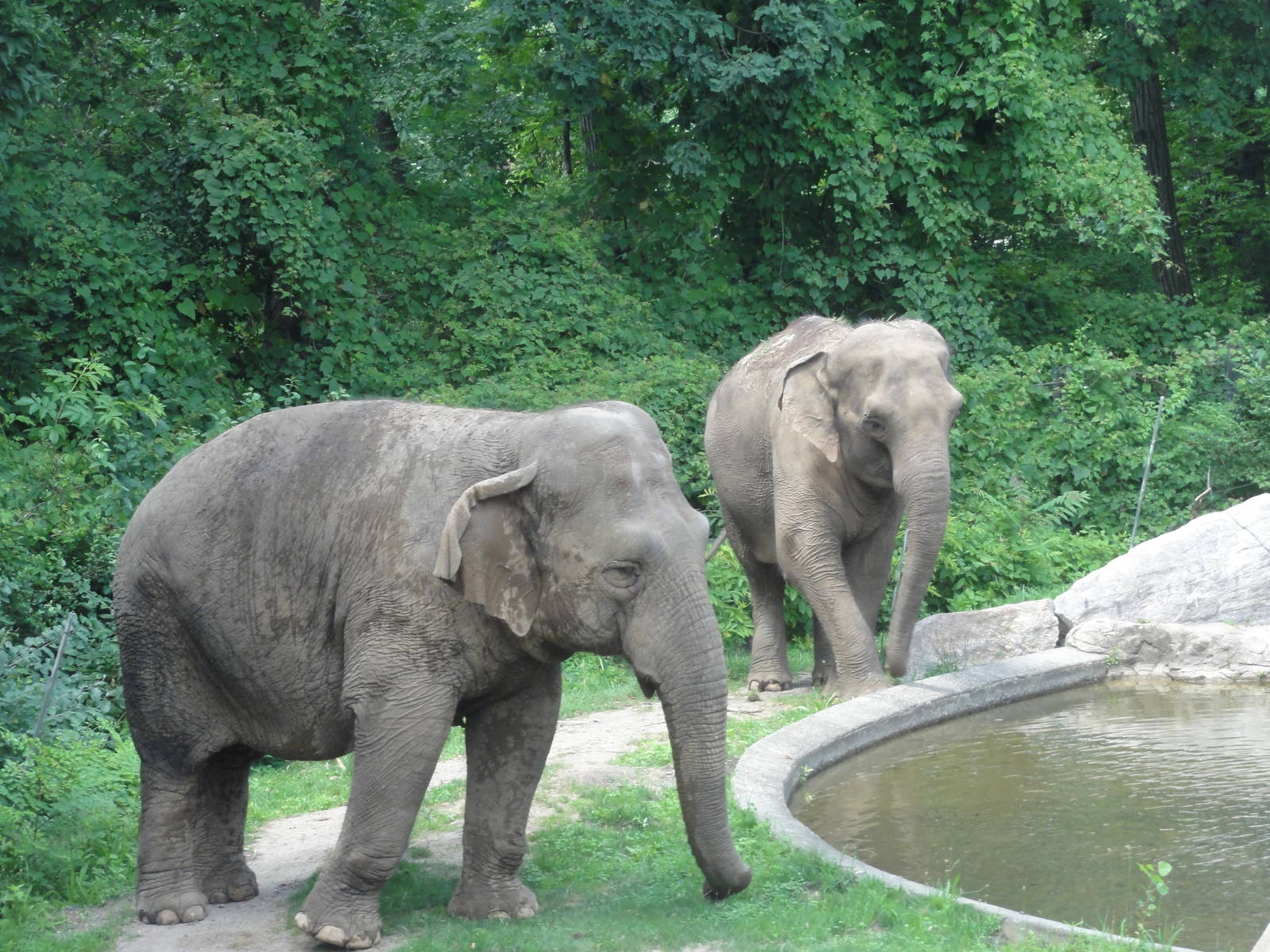 Bronx Zoo: July 2016