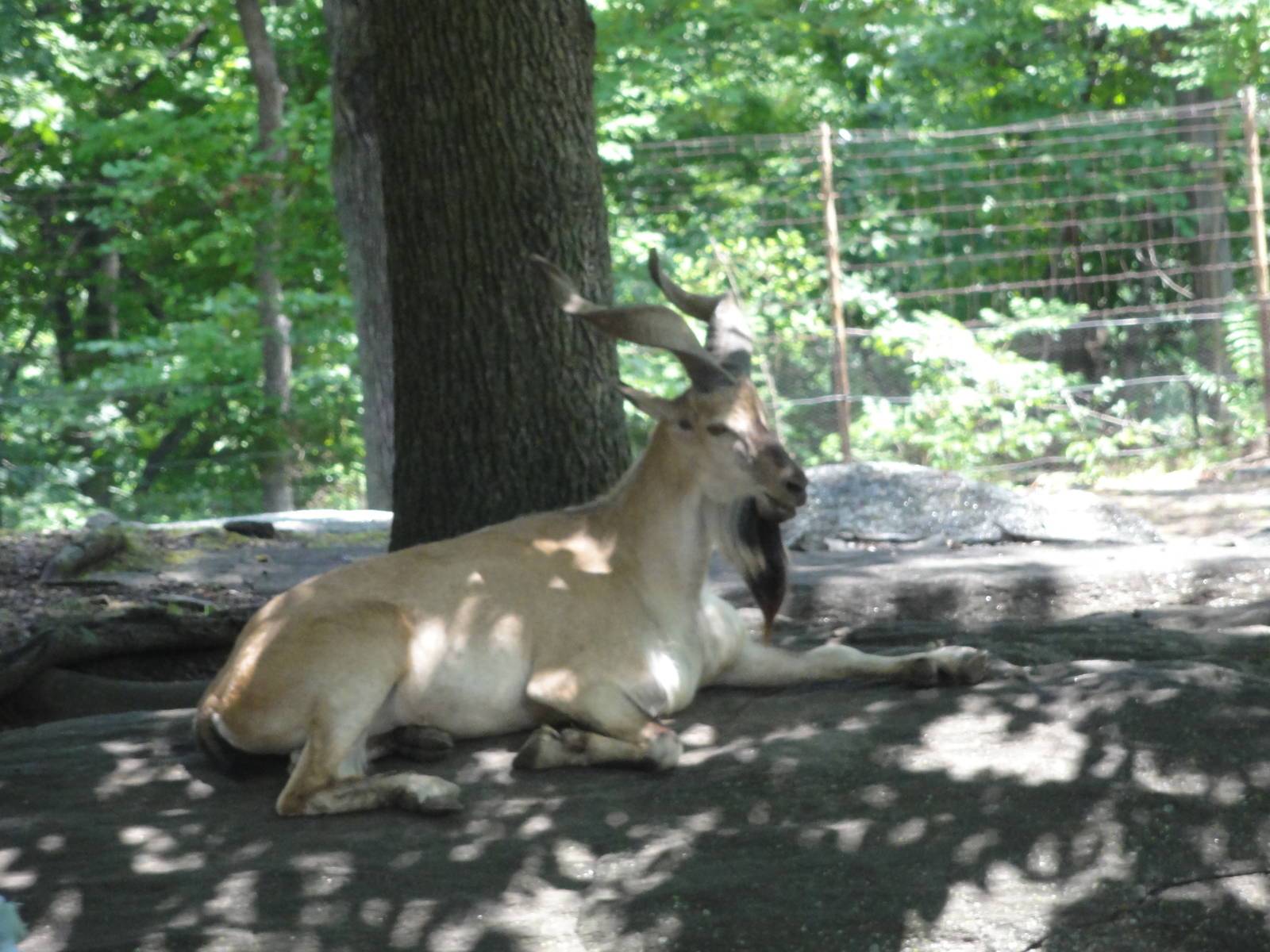 Bronx Zoo: July 2016