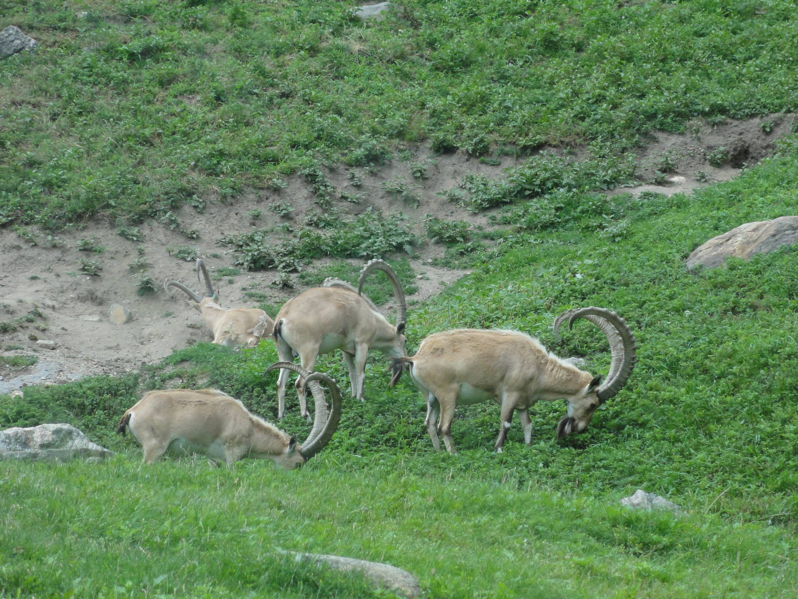 Bronx Zoo: July 2016