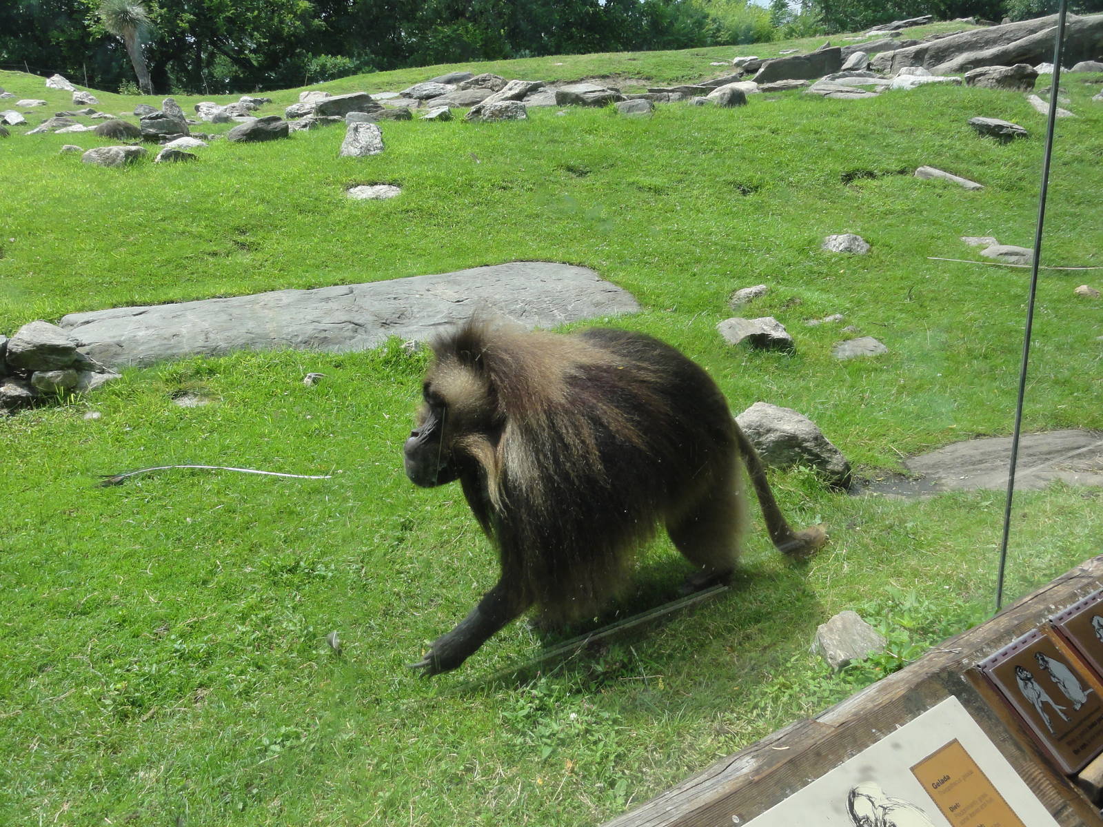 Bronx Zoo: July 2016