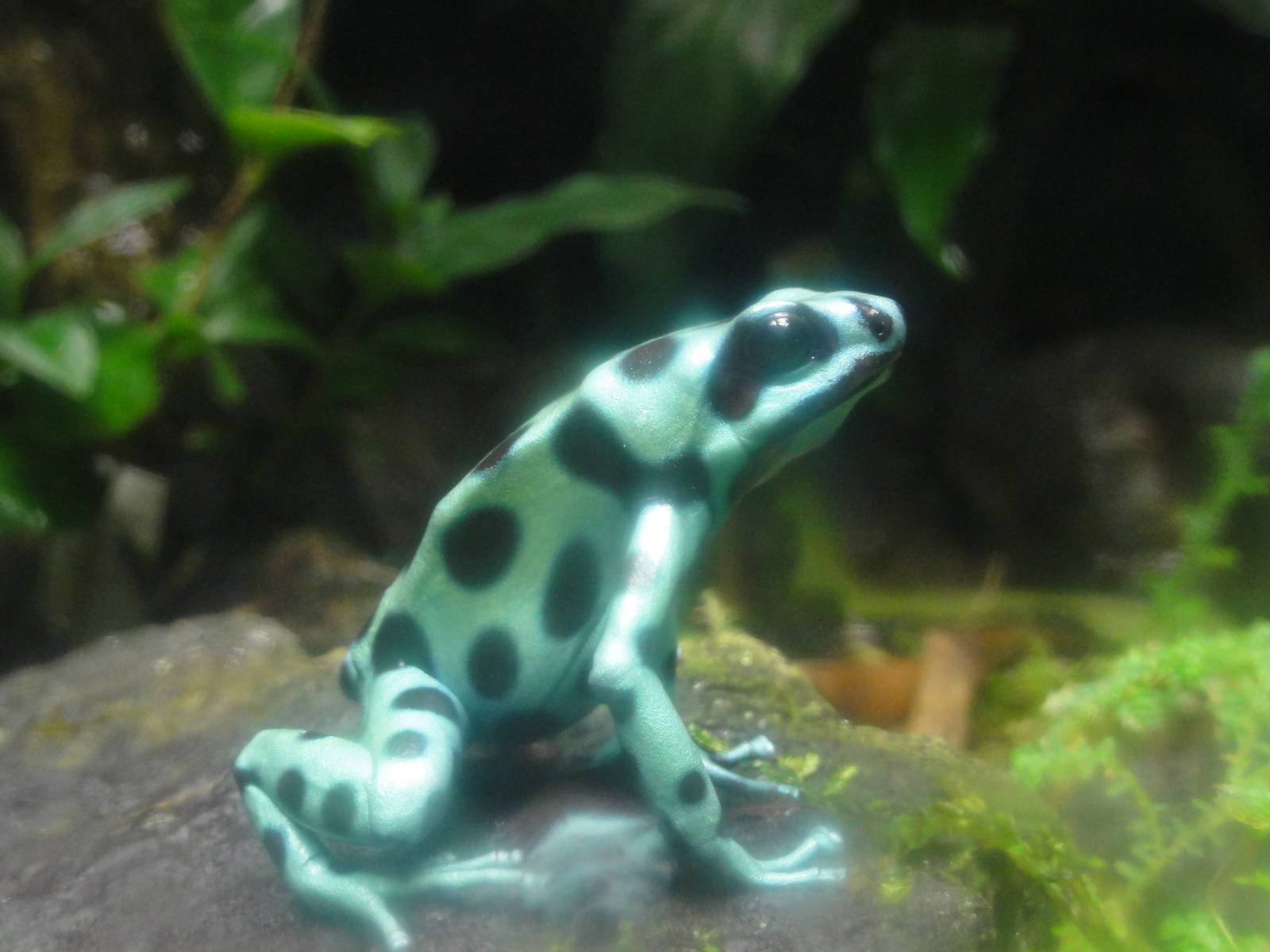 Bronx Zoo: July 2016