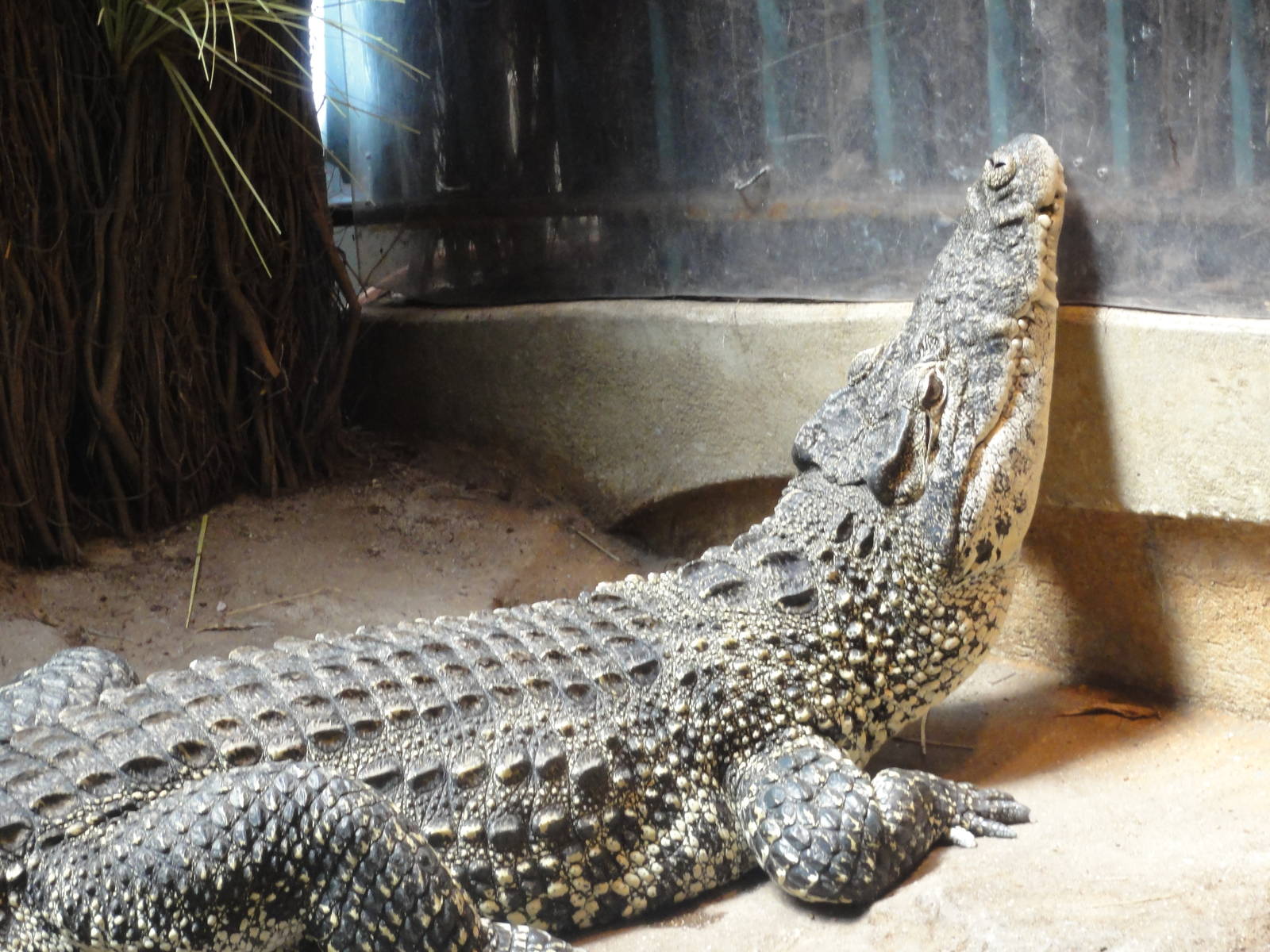 Bronx Zoo: July 2016