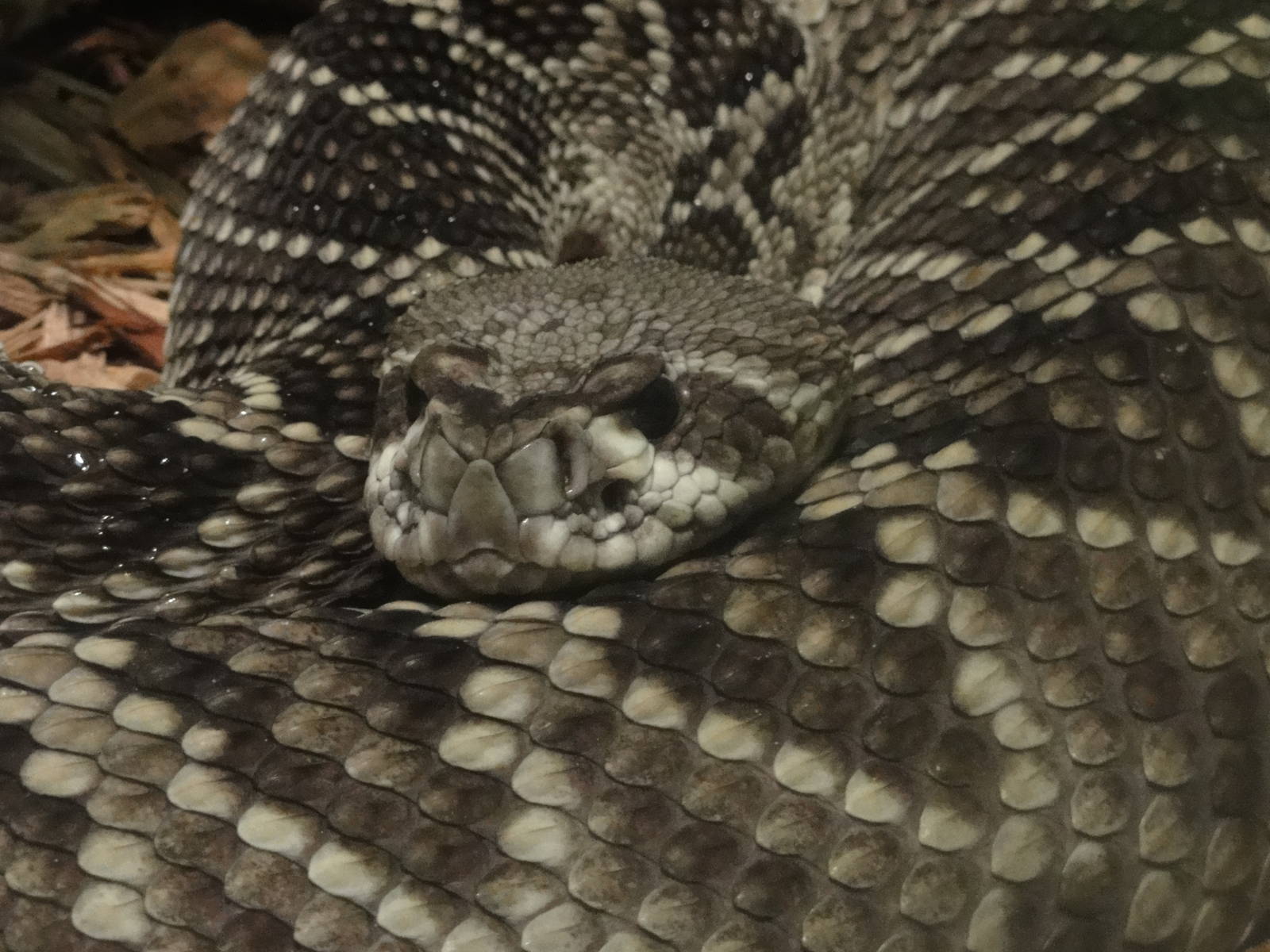 Bronx Zoo: July 2016