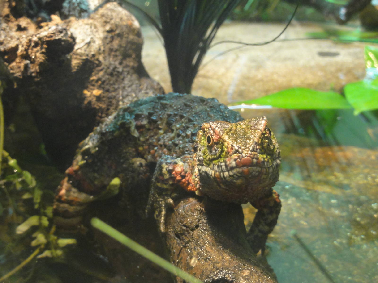 Bronx Zoo: July 2016